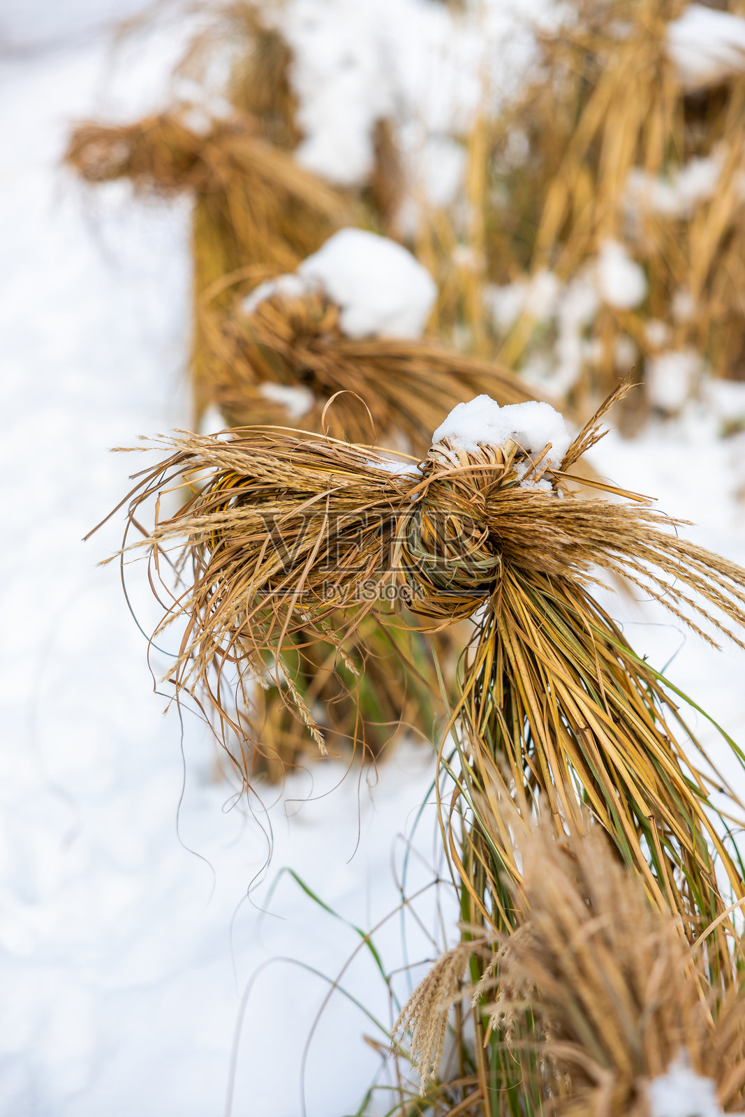 冬季环境中覆盖着雪的干草束排成行照片摄影图片