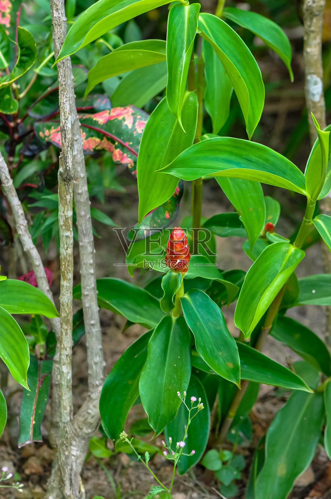 泰国普吉岛丛林中的奇特植物照片摄影图片