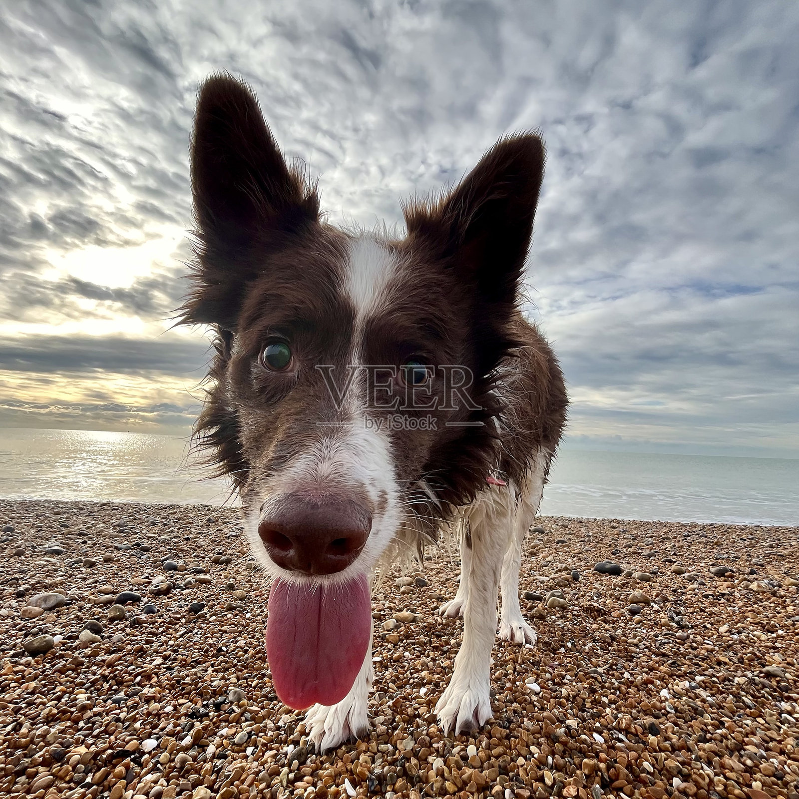 边境牧羊犬在海滩上照片摄影图片