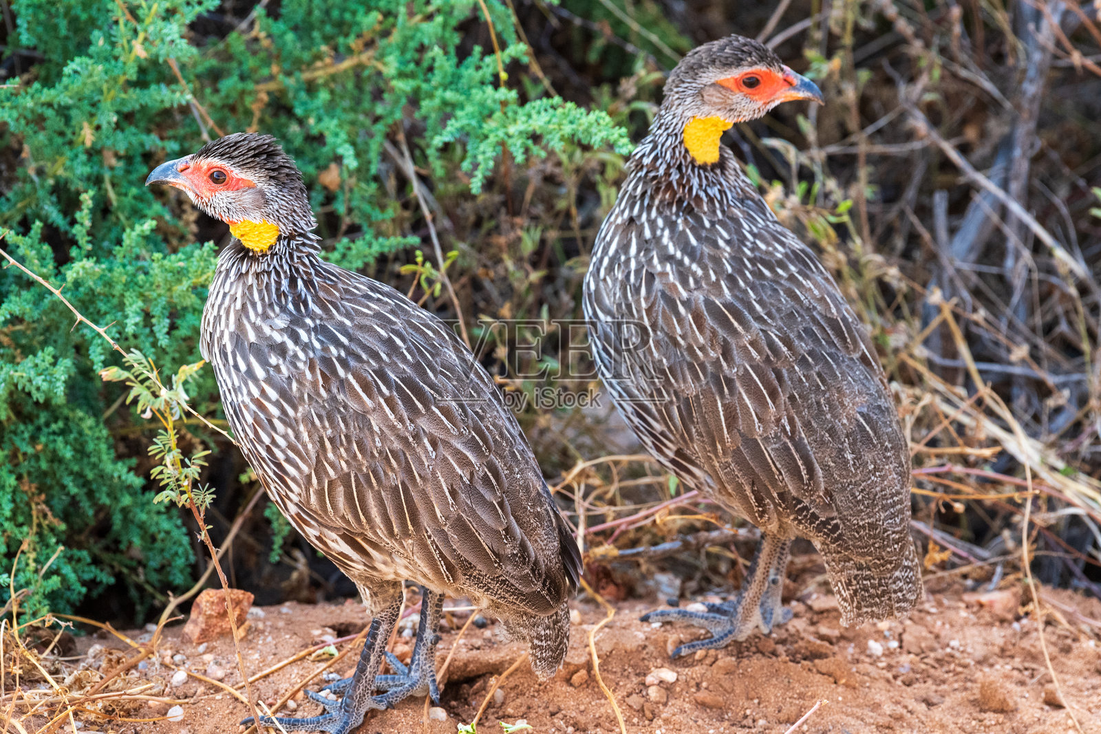 桑布鲁的黄颈斑鸡照片摄影图片