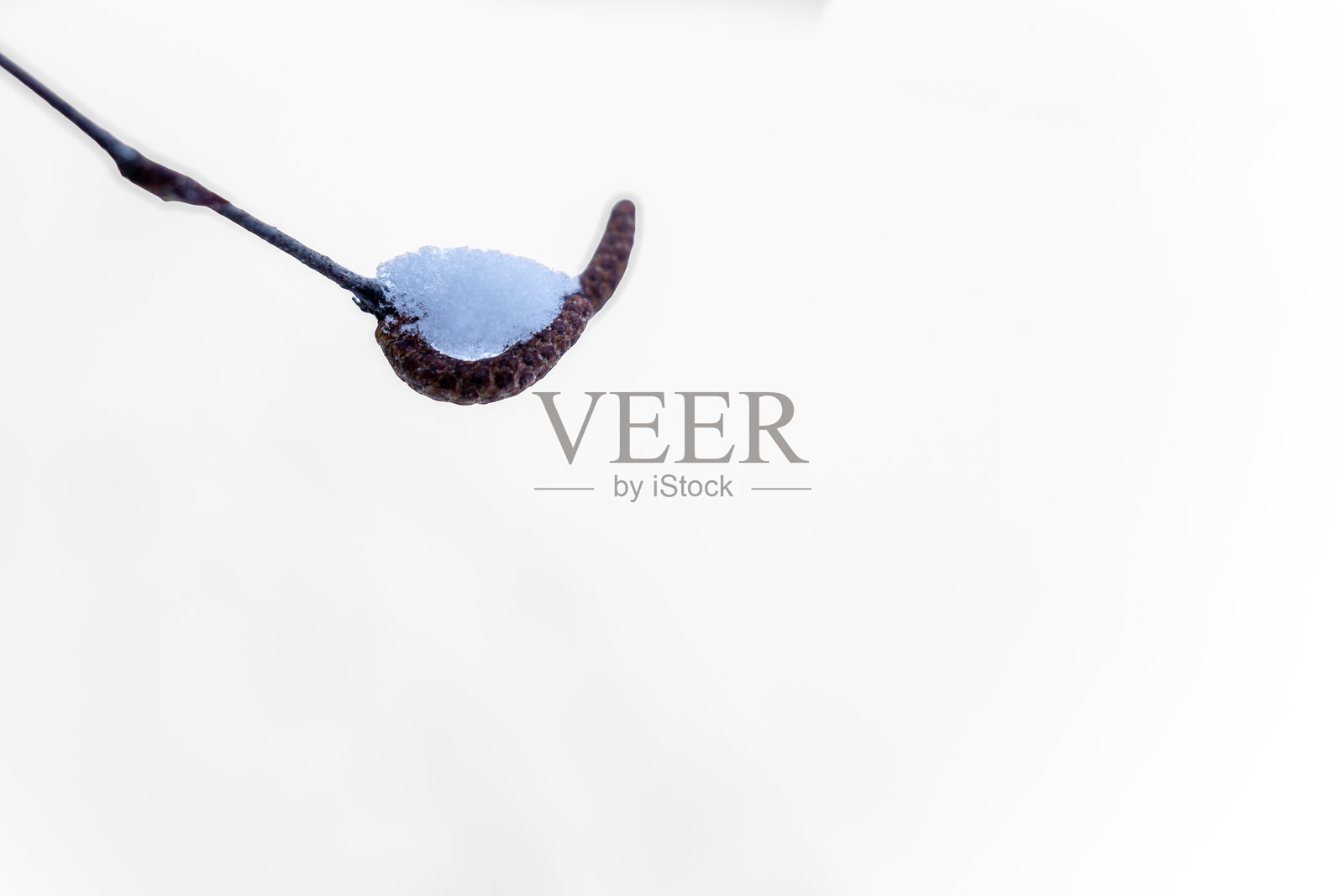 极简冬季特写的冰冻种子荚照片摄影图片