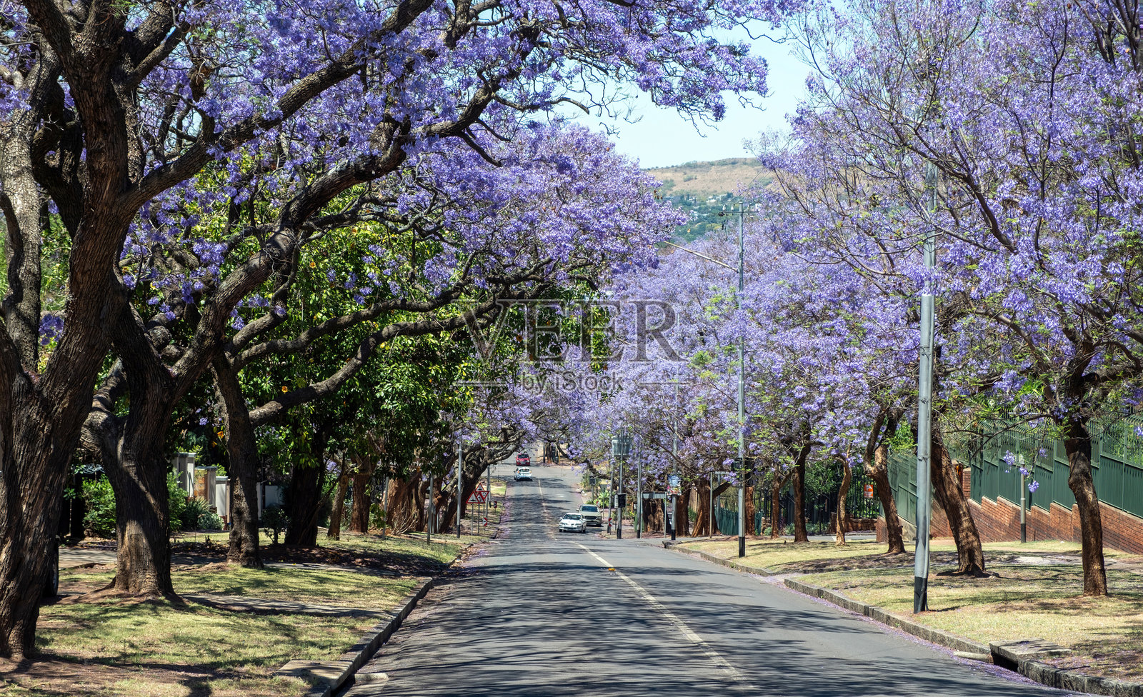 约翰内斯堡，南非的街道上盛开的紫葳树照片摄影图片