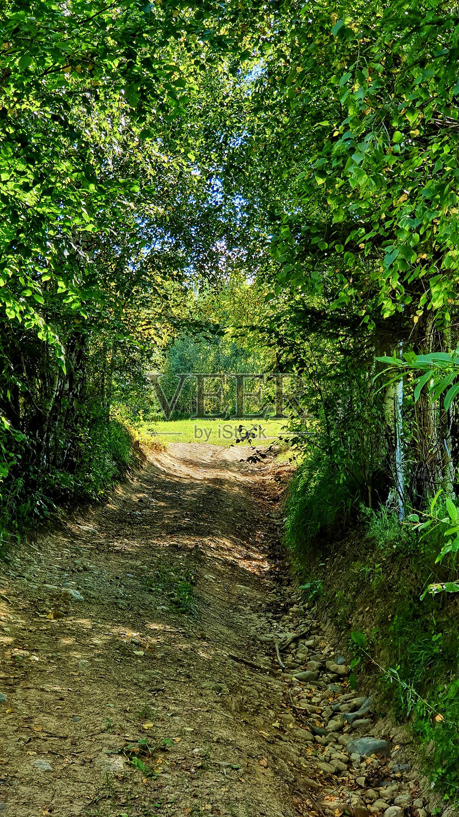 树叶隧道的道路照片摄影图片