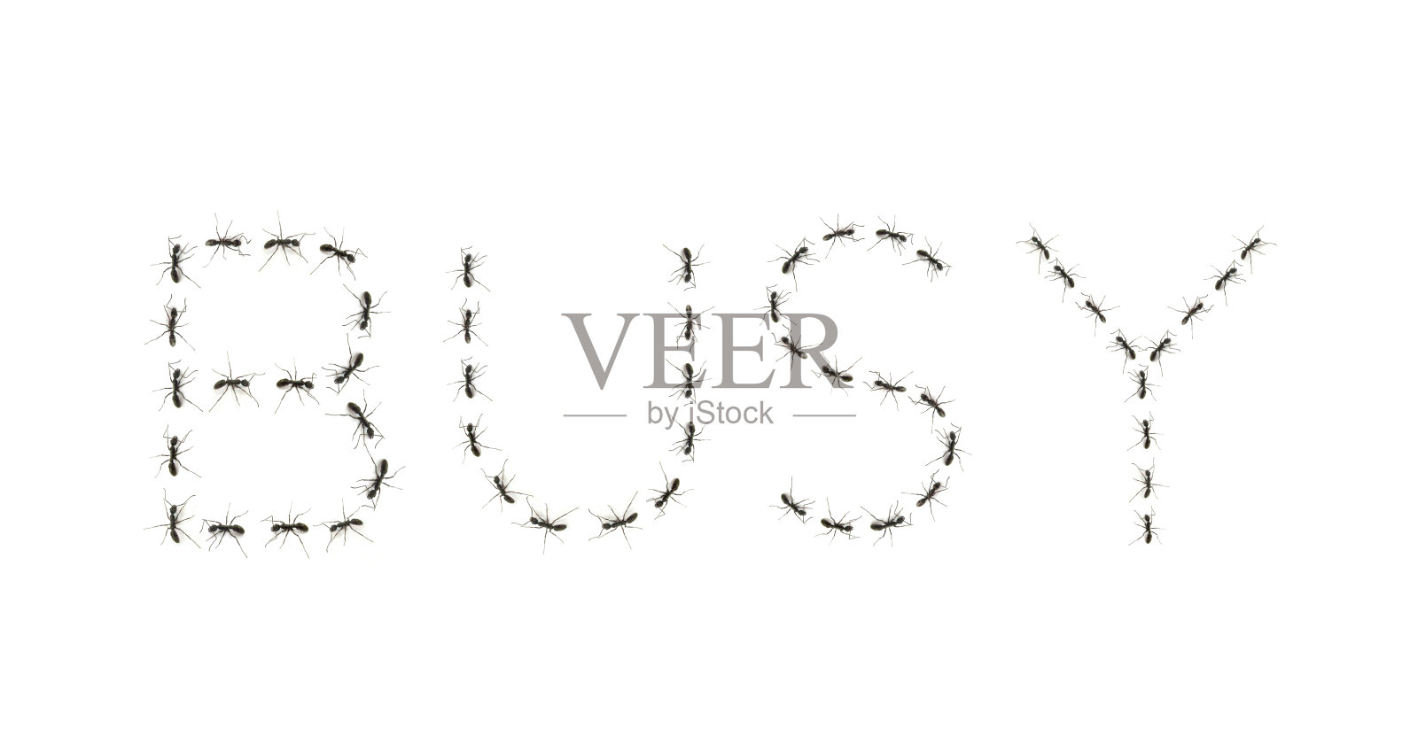 蚂蚁排成一行拼出的字母照片摄影图片