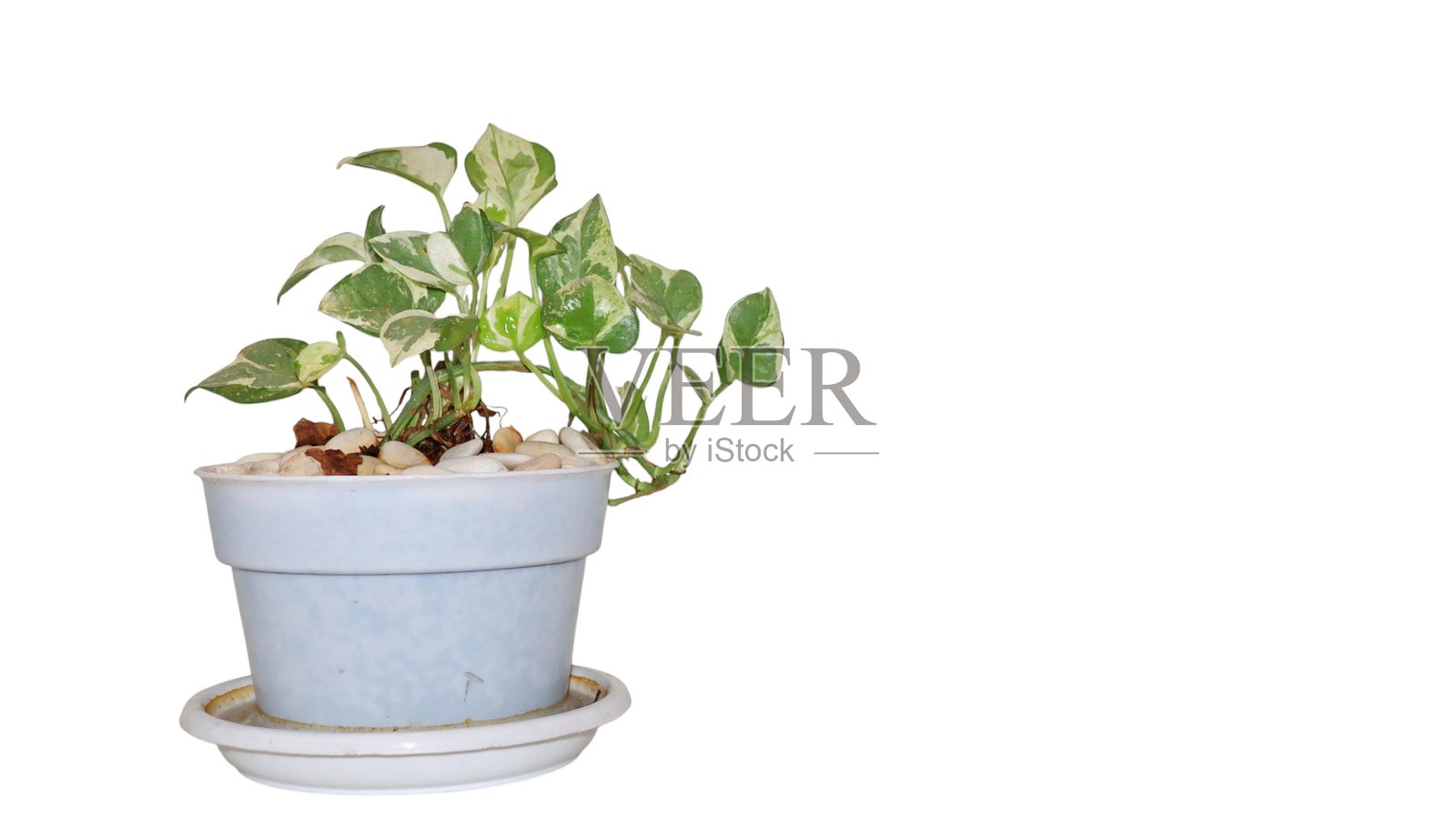 白色背景上的绿色植物盆栽照片摄影图片