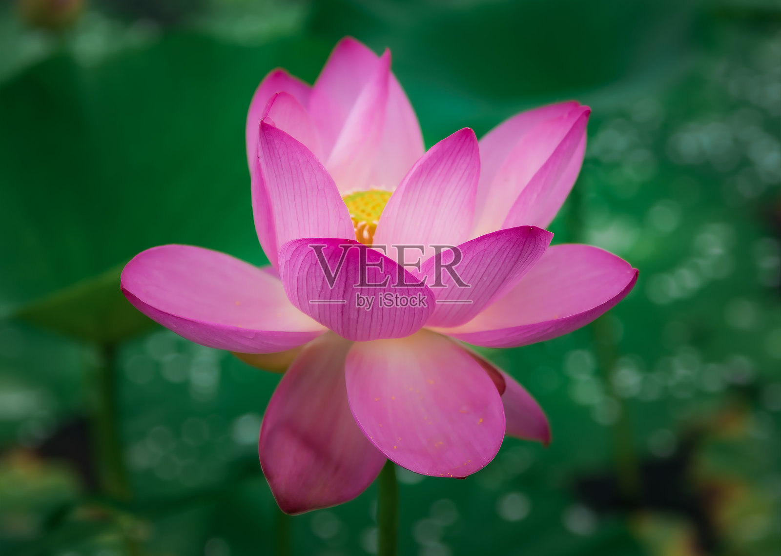 粉色远东莲花（Nelumbo komarovii）的特写，带有水滴，鲜艳的花瓣和模糊的绿色背景。拍摄于俄罗斯滨海边疆区。照片摄影图片