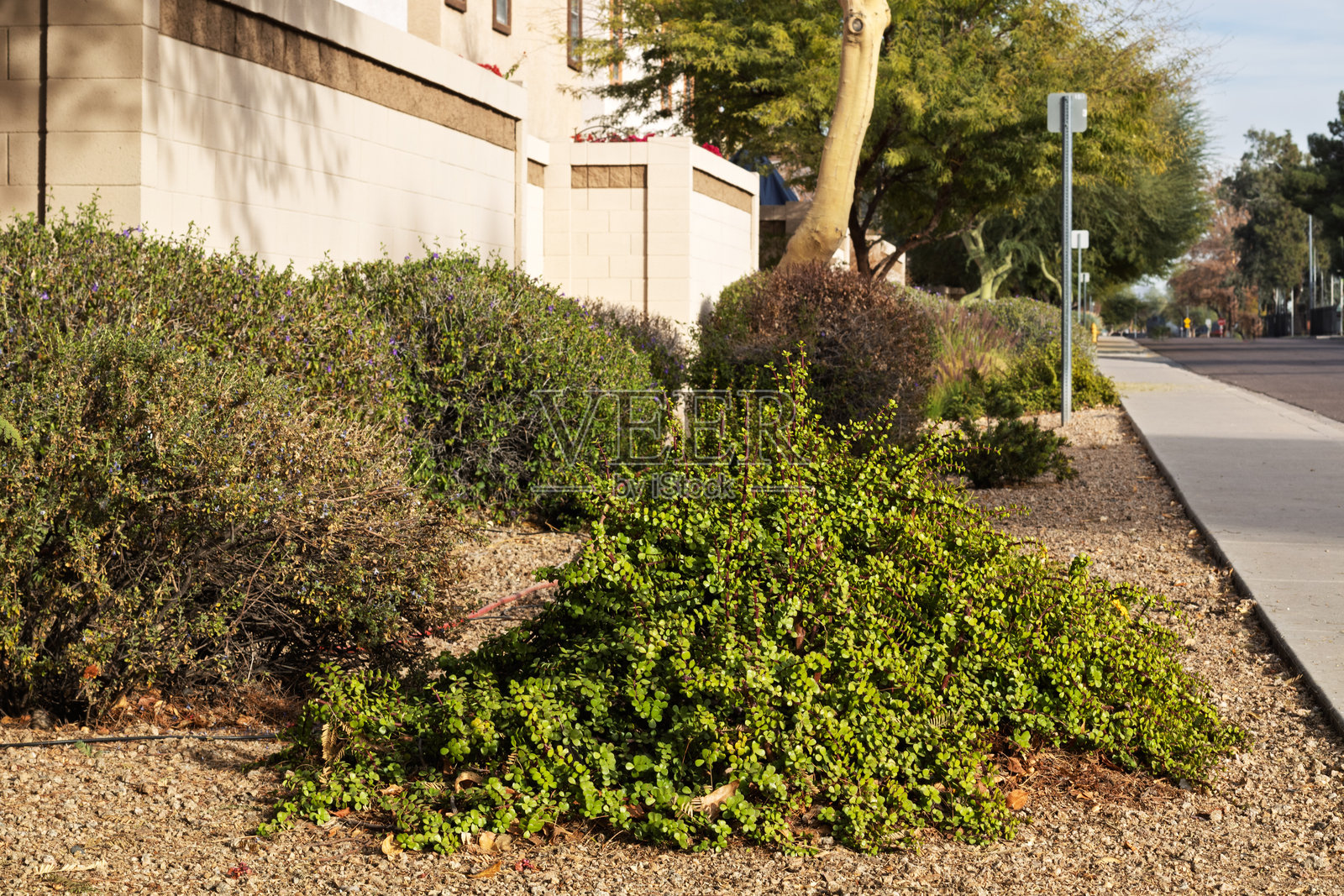 路边的干旱景观，种植了象草和税务鼠尾草灌木照片摄影图片