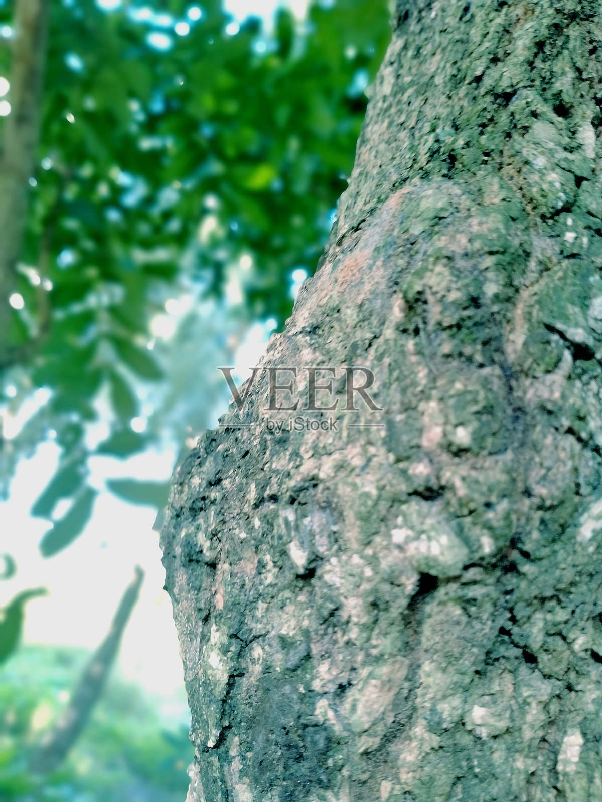 树皮裂纹纹理特写照片照片摄影图片