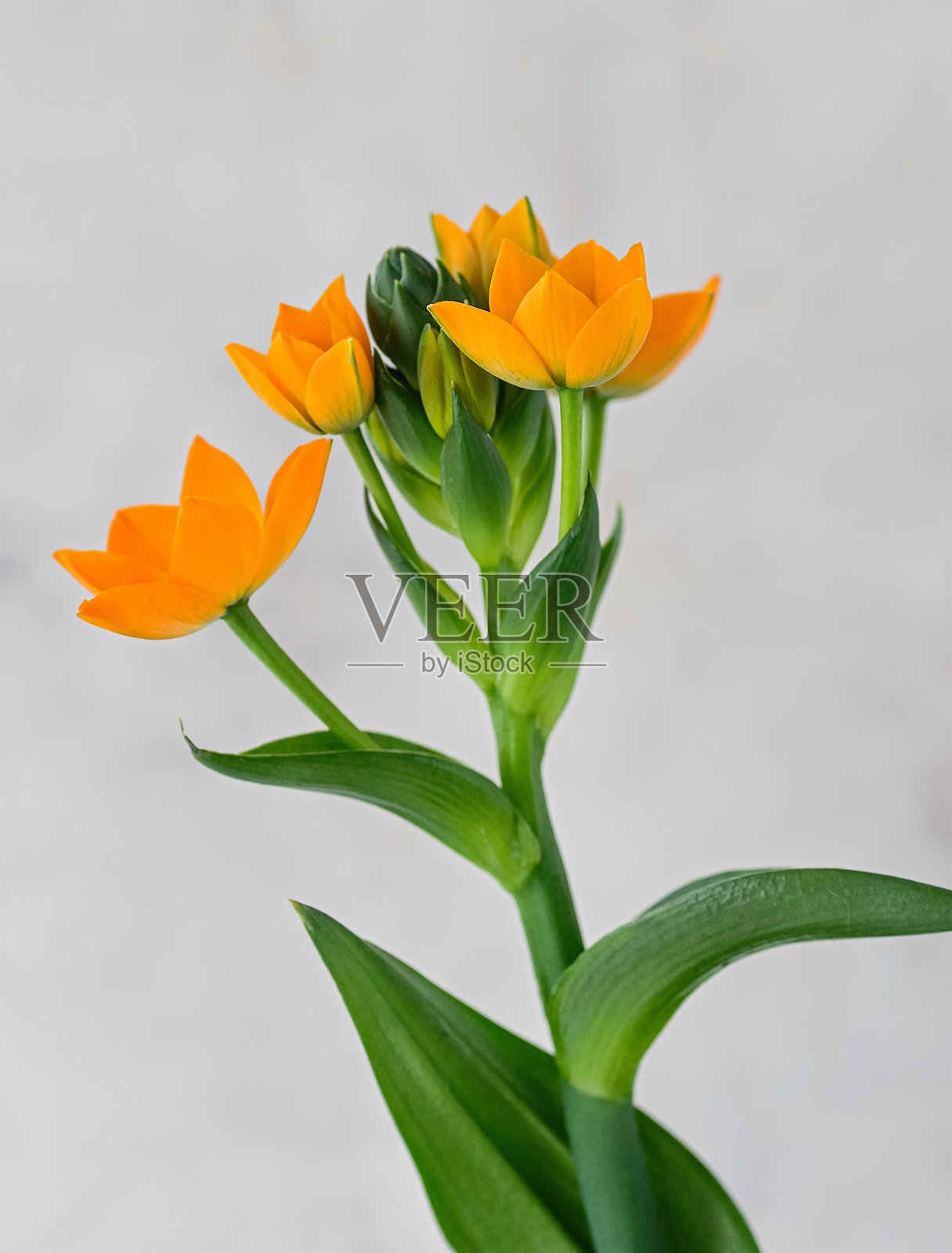 黄花星辰花特写。照片摄影图片