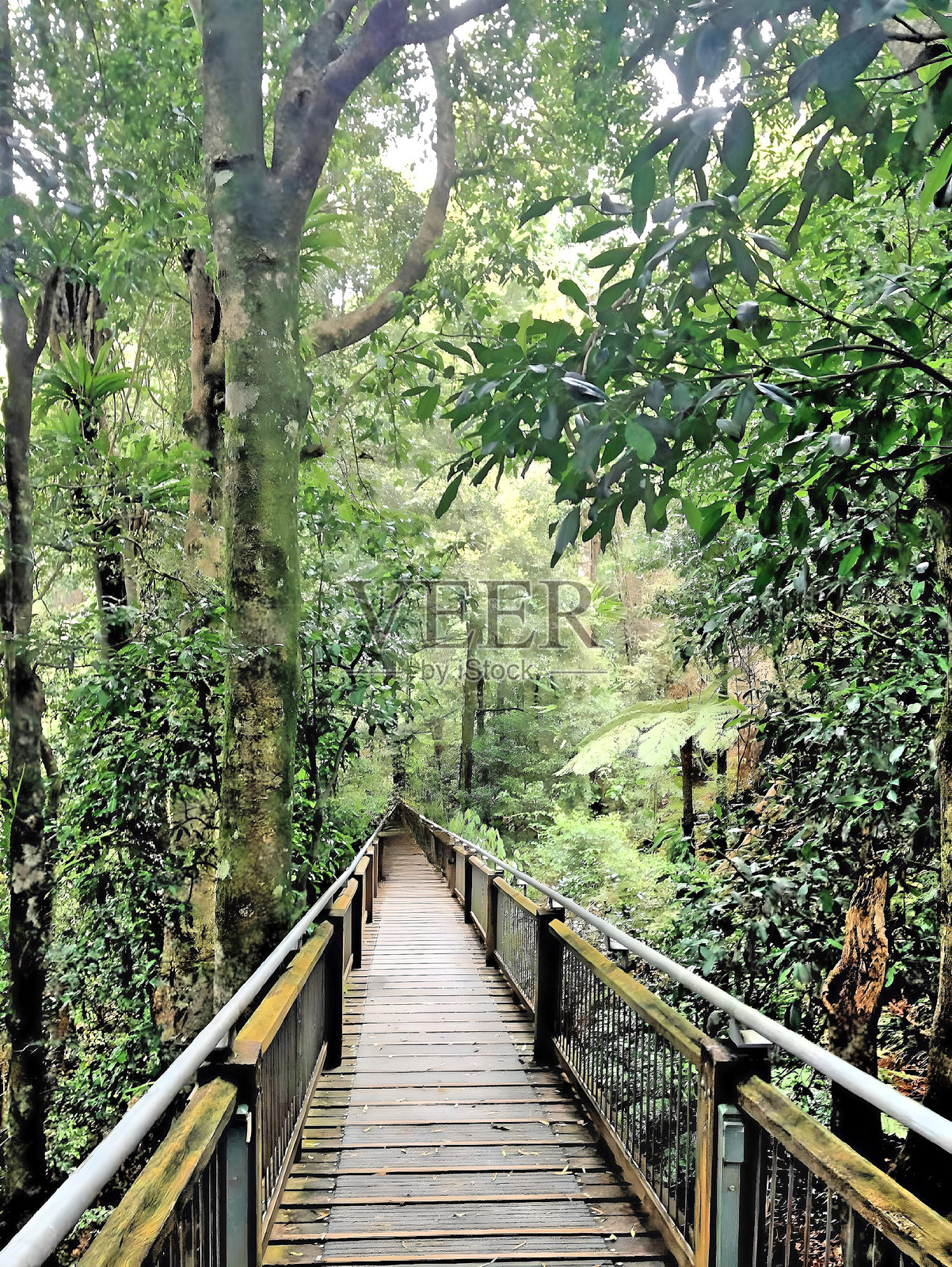 澳大利亚森林中的桥照片摄影图片