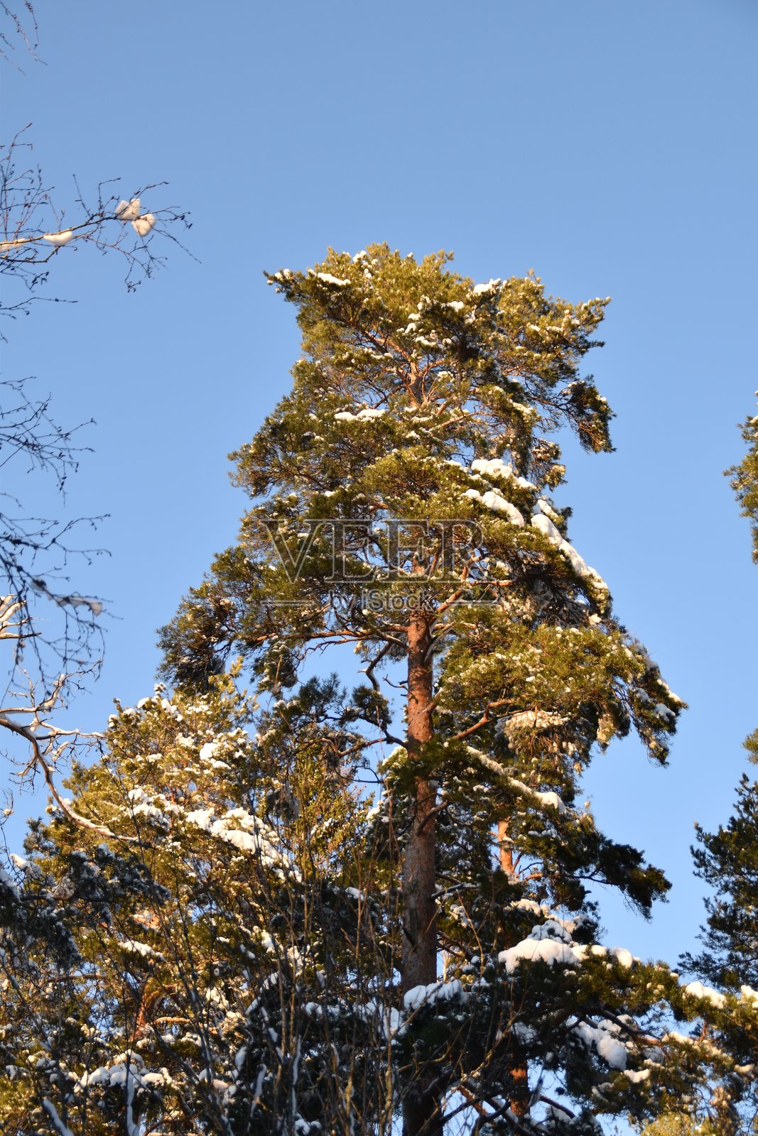 明亮中的松树顶端照片摄影图片