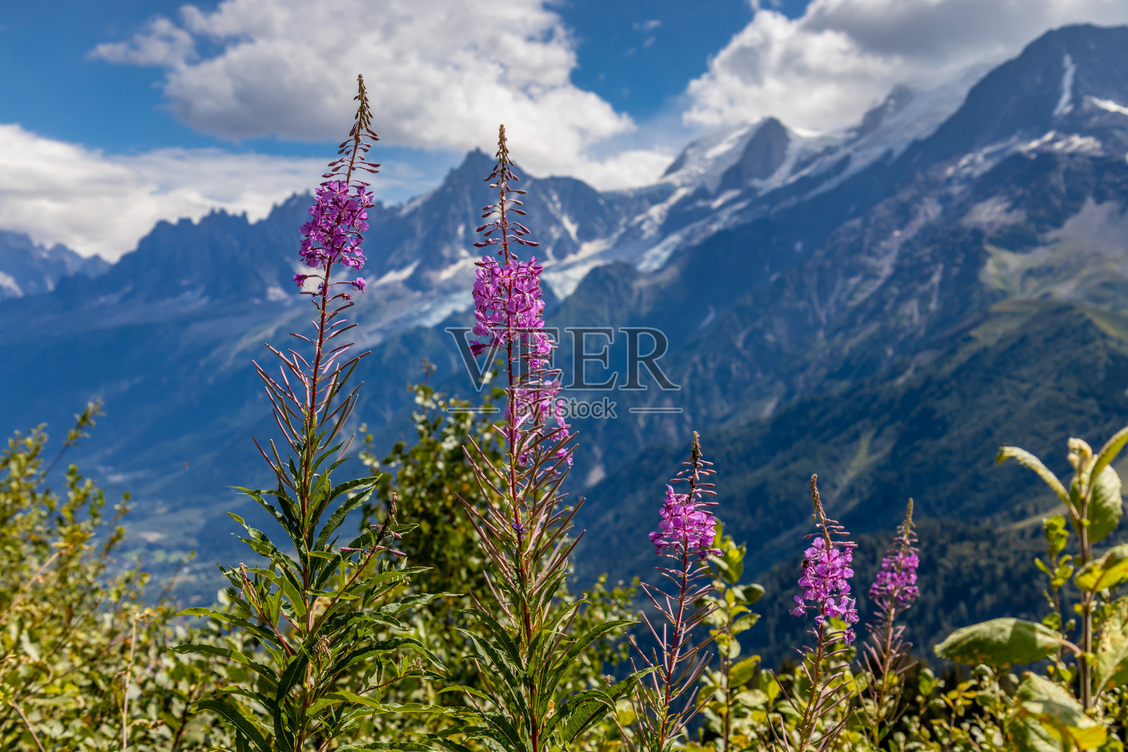 阿尔卑斯山高处的山野和田野中盛开的五彩缤纷的花朵照片摄影图片