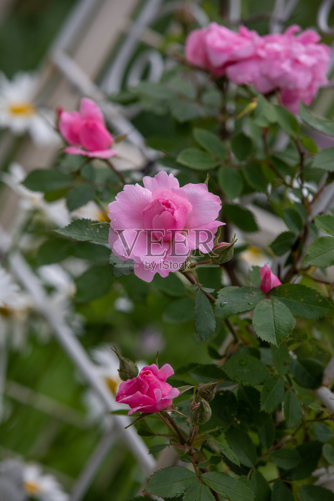 季节性花卉照片摄影图片