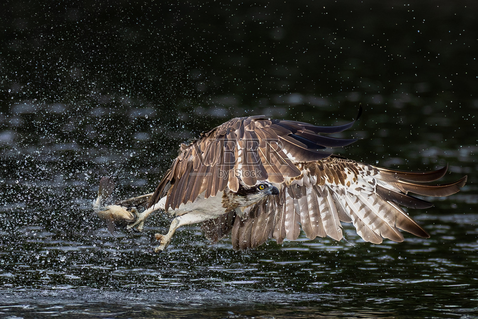 泰国鱼鹰和白腹海鹰的优美飞行特征。照片摄影图片