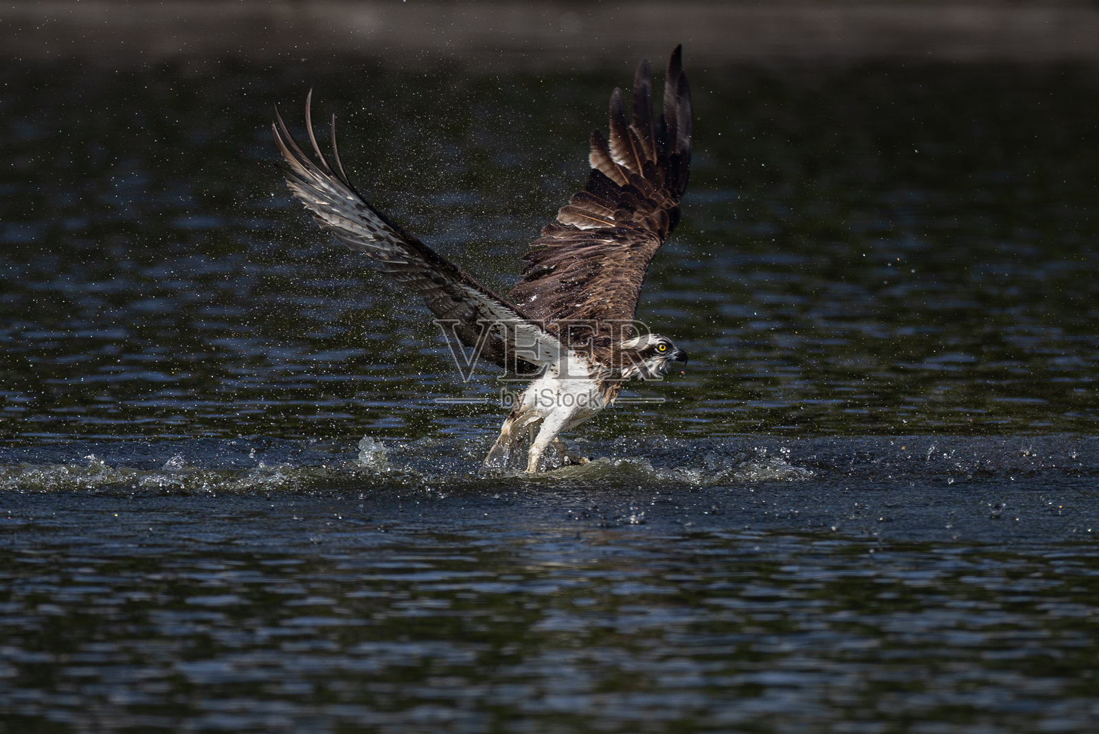 泰国鱼鹰和白腹海鹰美丽的飞行特征。照片摄影图片