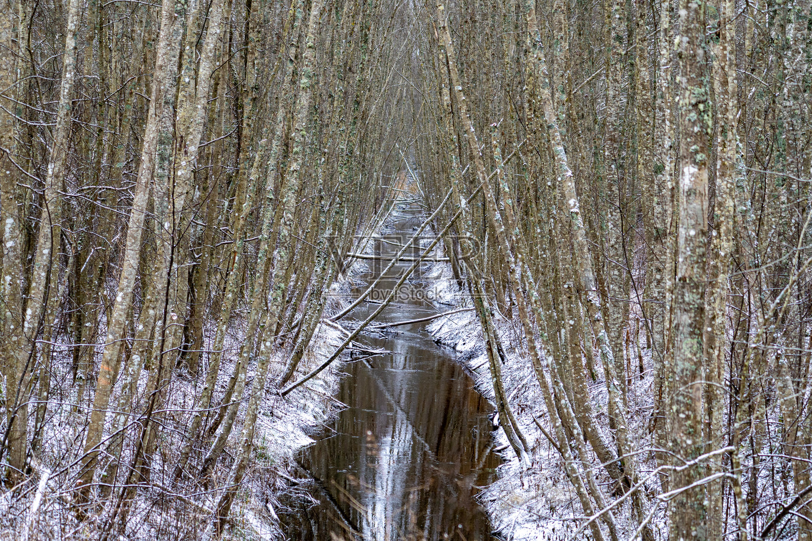 雪-covered森林运河与光秃的树木照片摄影图片