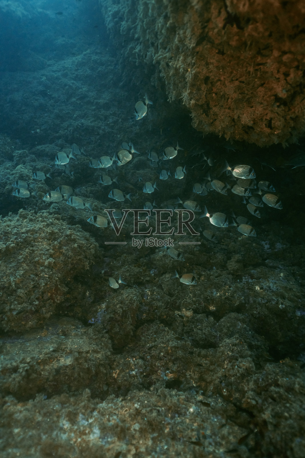 在海洋的水下珊瑚礁上，常见的双带海鲷（Diplodus vulgaris）鱼群。照片摄影图片