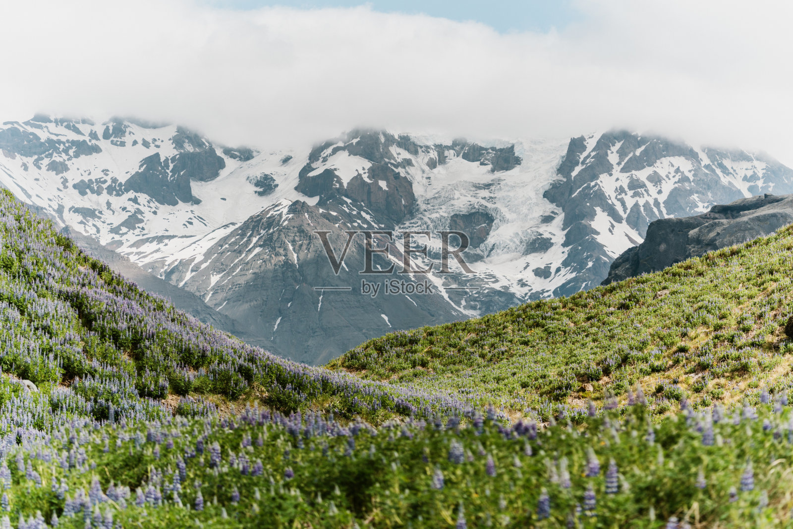 南冰岛斯维纳费尔斯冰川附近的紫花苜蓿田，背景是崎岖的雪山。照片摄影图片