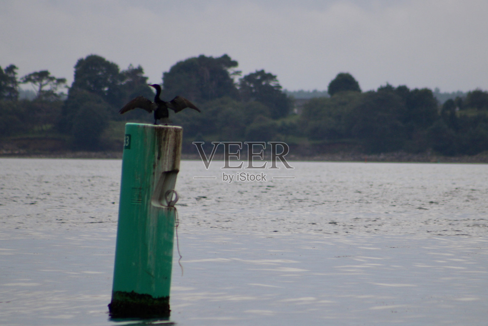 双冠鸬鹚照片摄影图片