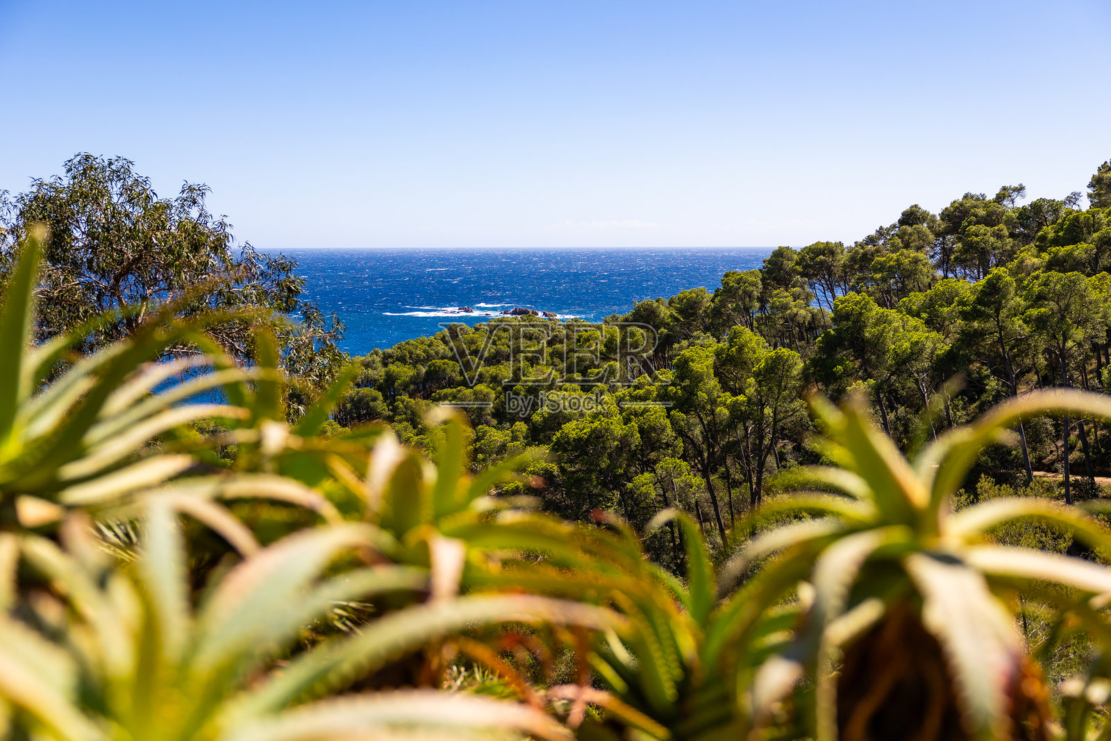 卡普罗伊格植物园俯瞰地中海照片摄影图片