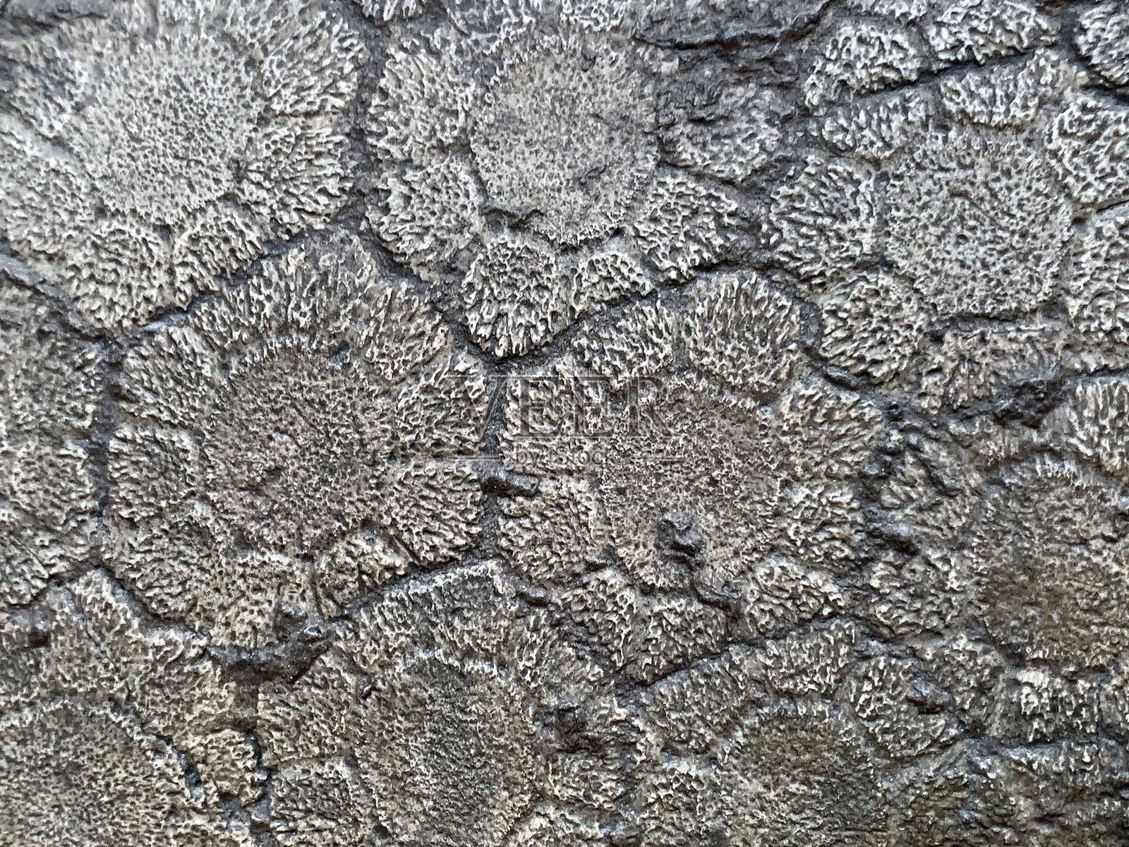 史前乌龟壳上的几何图案，留白空间照片摄影图片