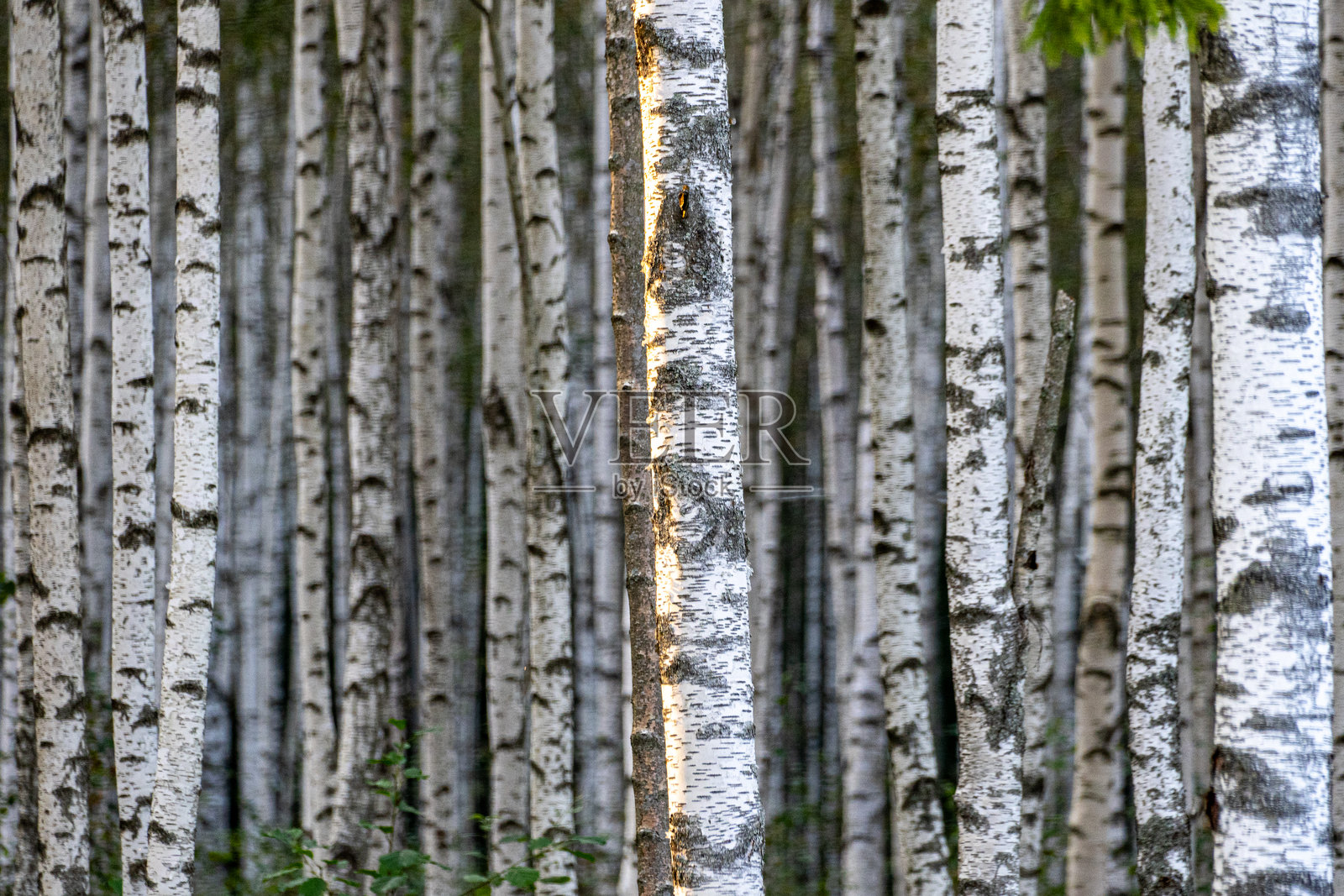 夏季的白桦林，白桦（Betula pendula）。茂密的森林。白桦树成排而立。照片摄影图片