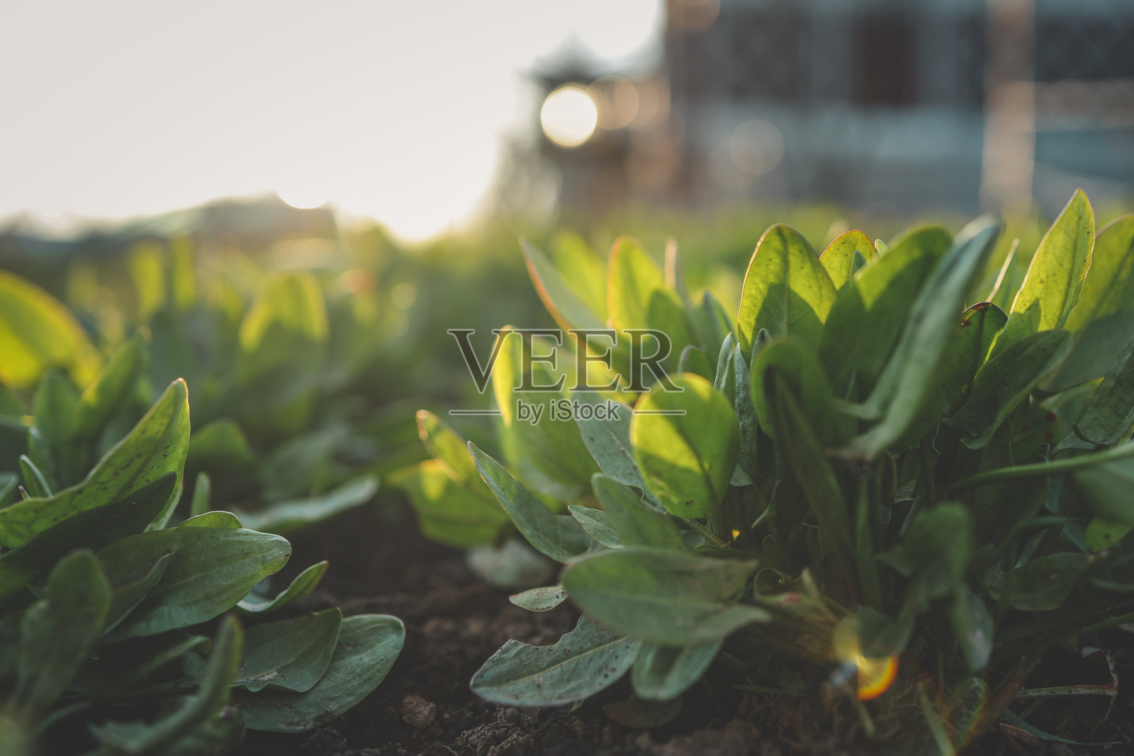 阳光照耀下花园中新鲜绿叶的特写。生动而有机的构图代表着生长、自然和可持续性。照片摄影图片