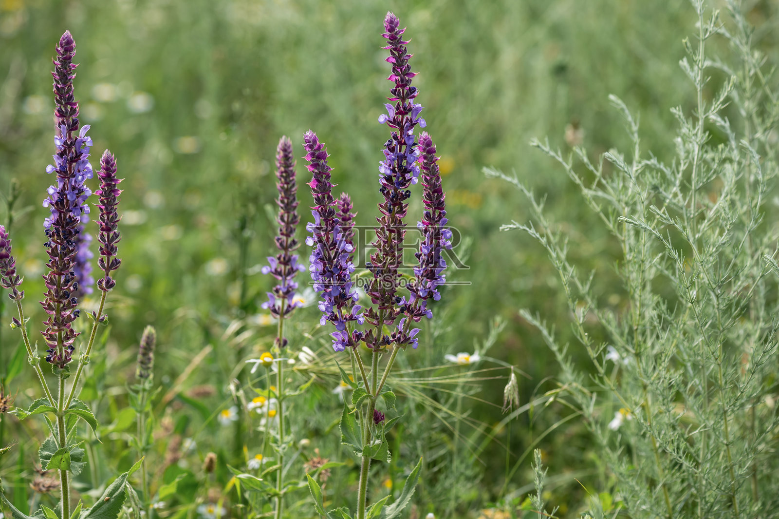 野生草地中的鼠尾草盛开。特写。选择性对焦。照片摄影图片