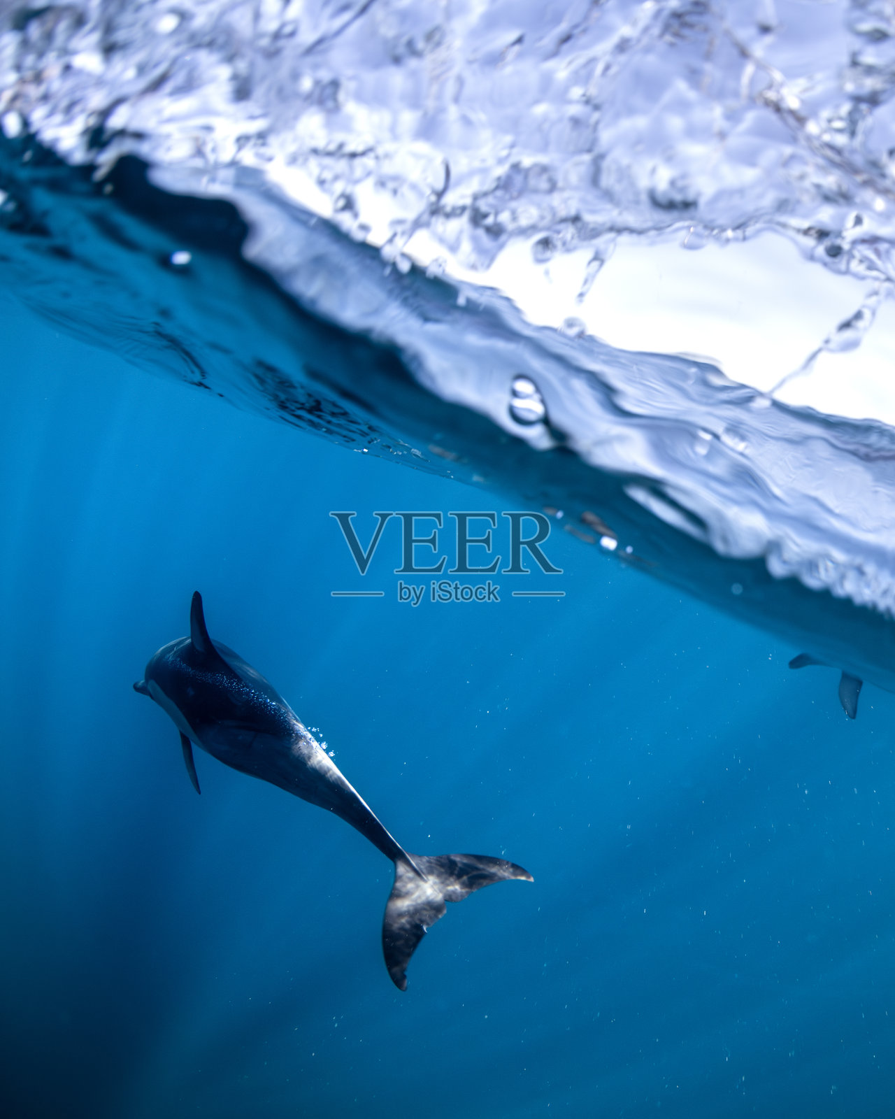 普通海豚照片摄影图片