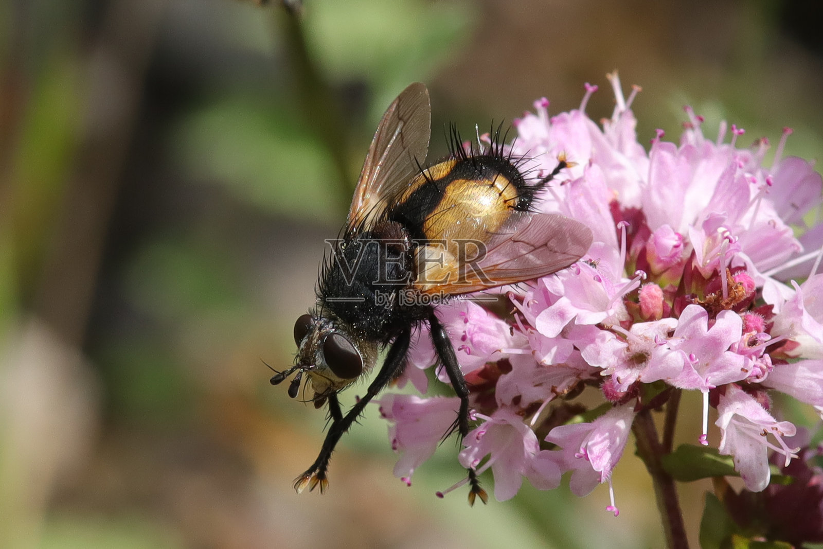 Nowickia ferox照片摄影图片