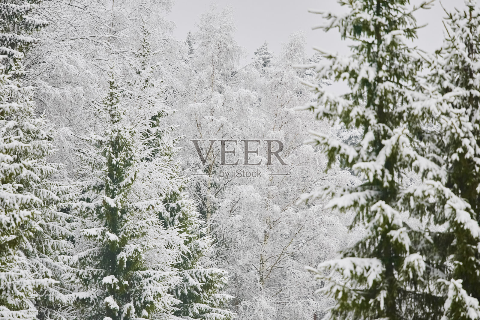 野生公园中的大雪，冬季森林童话，覆盖着雪的树枝，大雪花缓缓飘落，无人，雪暴，暴风雪照片摄影图片