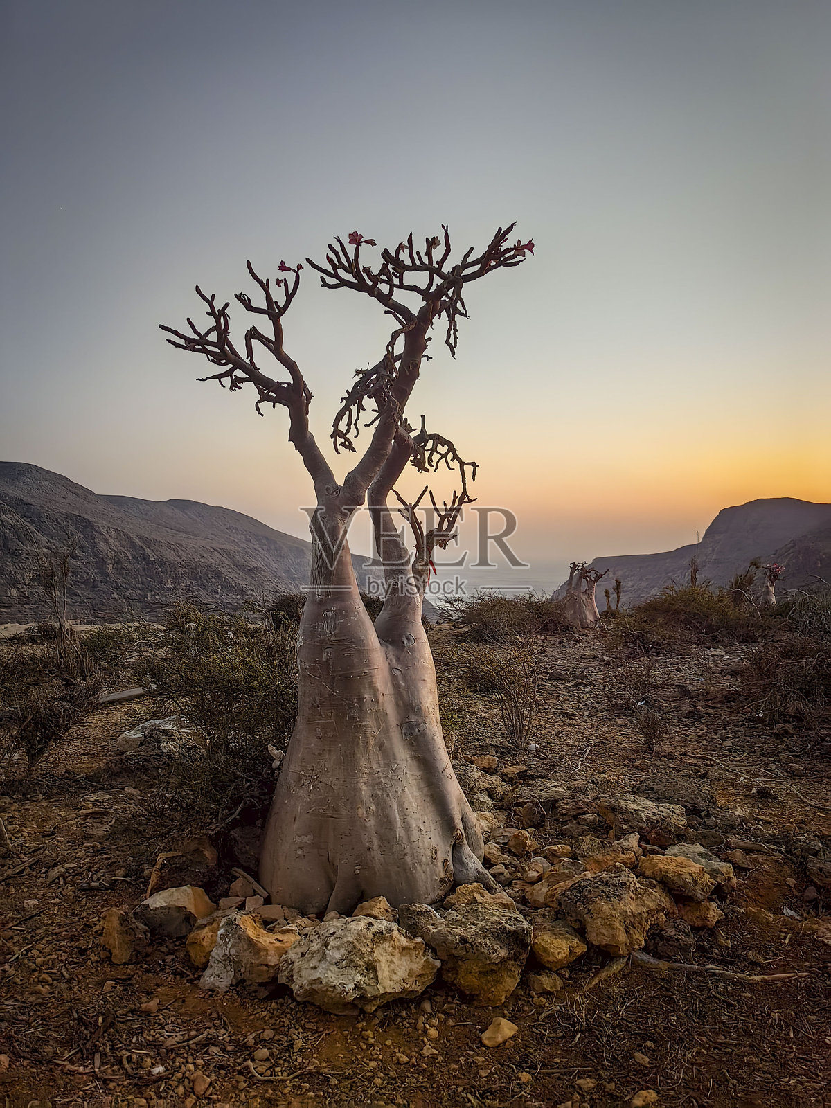 也门索科特拉岛卡利桑山谷的日出景色照片摄影图片