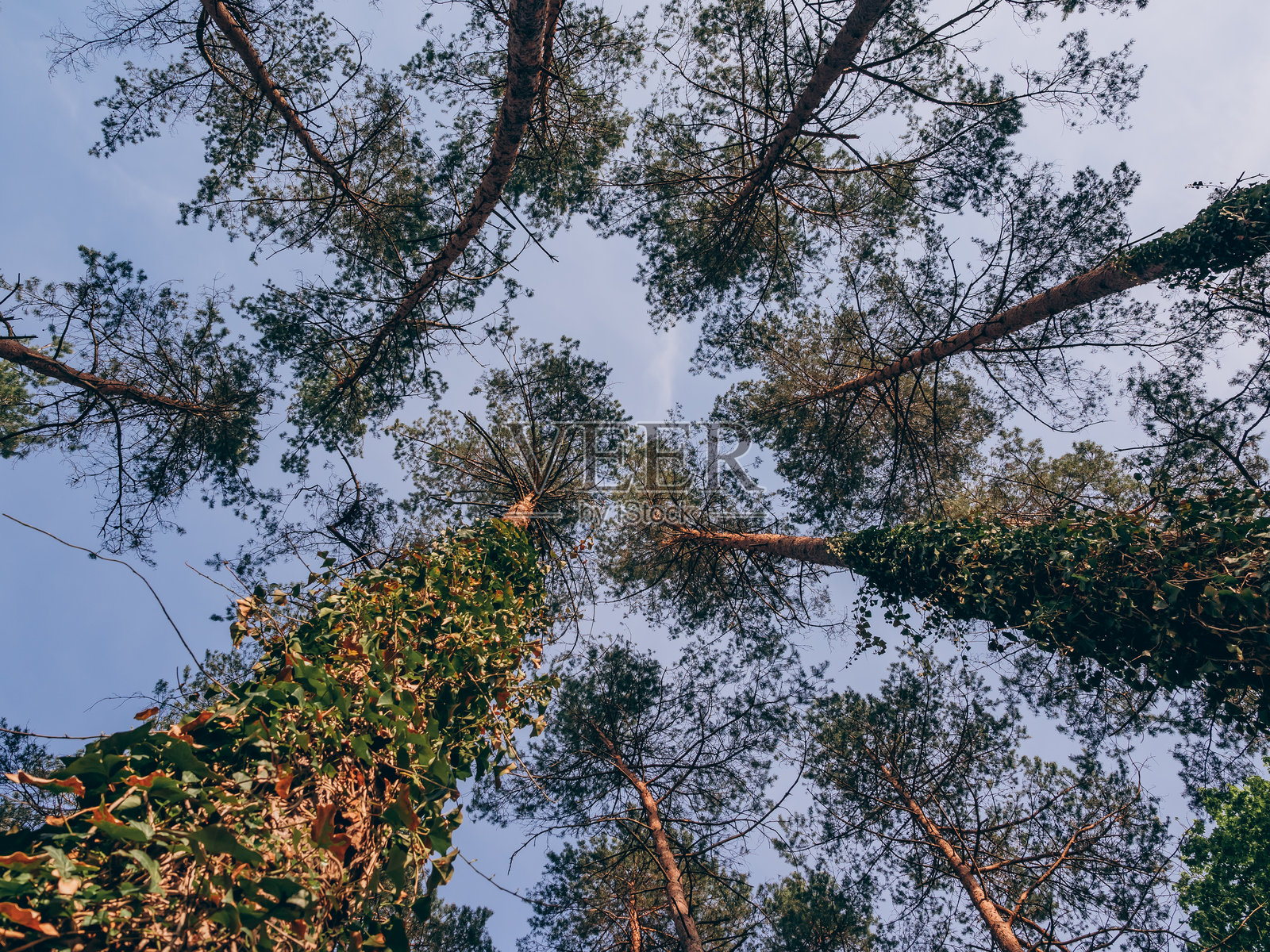 高耸的树冠映衬着天空照片摄影图片
