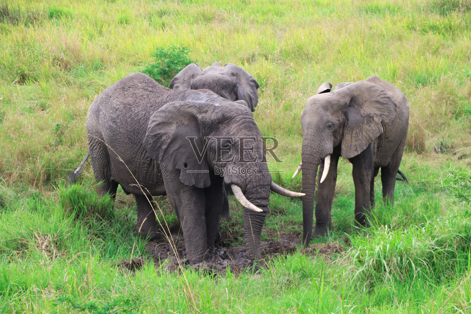 一群雄性非洲大象照片摄影图片