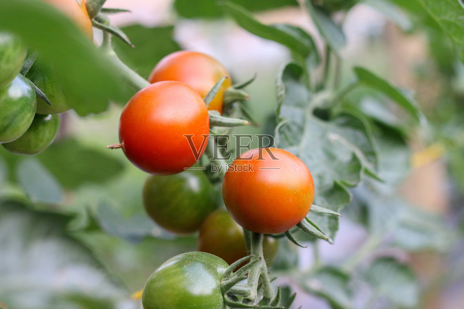 整齐排列的番茄植物在繁茂的花园中。照片摄影图片