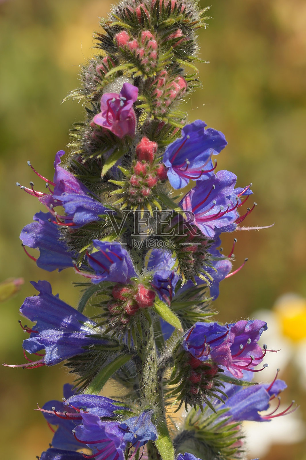 蓝色的蓝花草或毒蛇花（Echium vulgare）的垂直特写镜头照片摄影图片