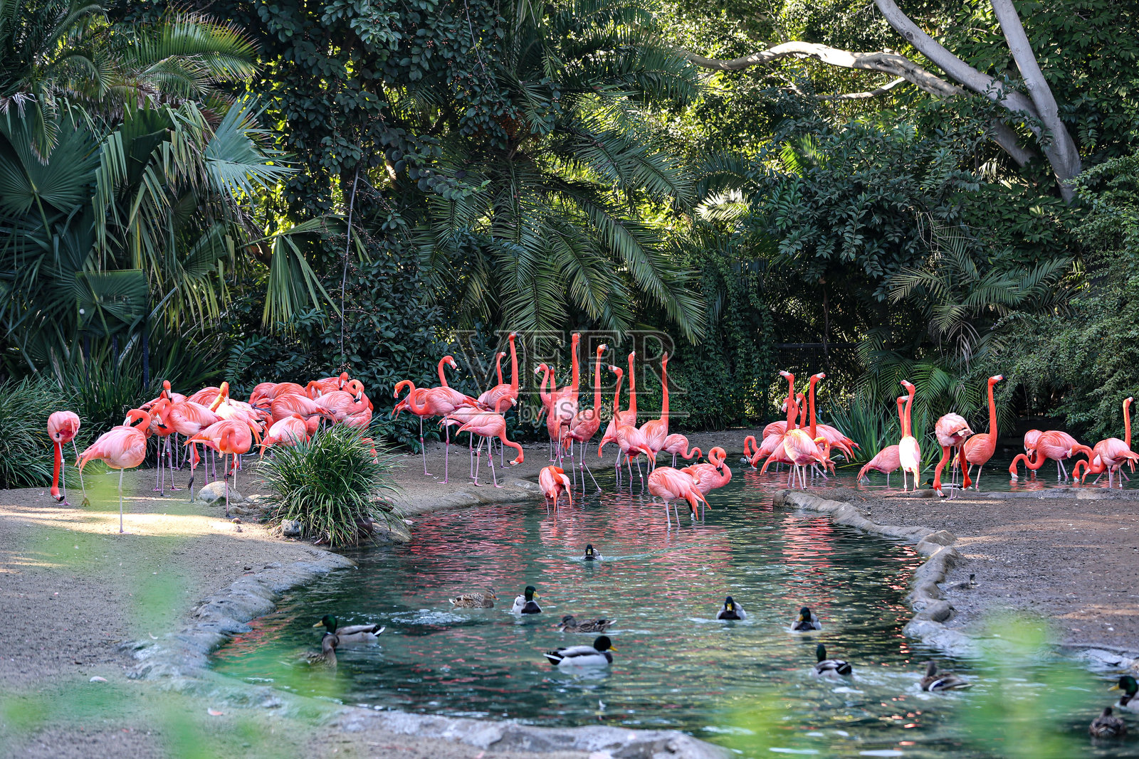火烈鸟照片摄影图片