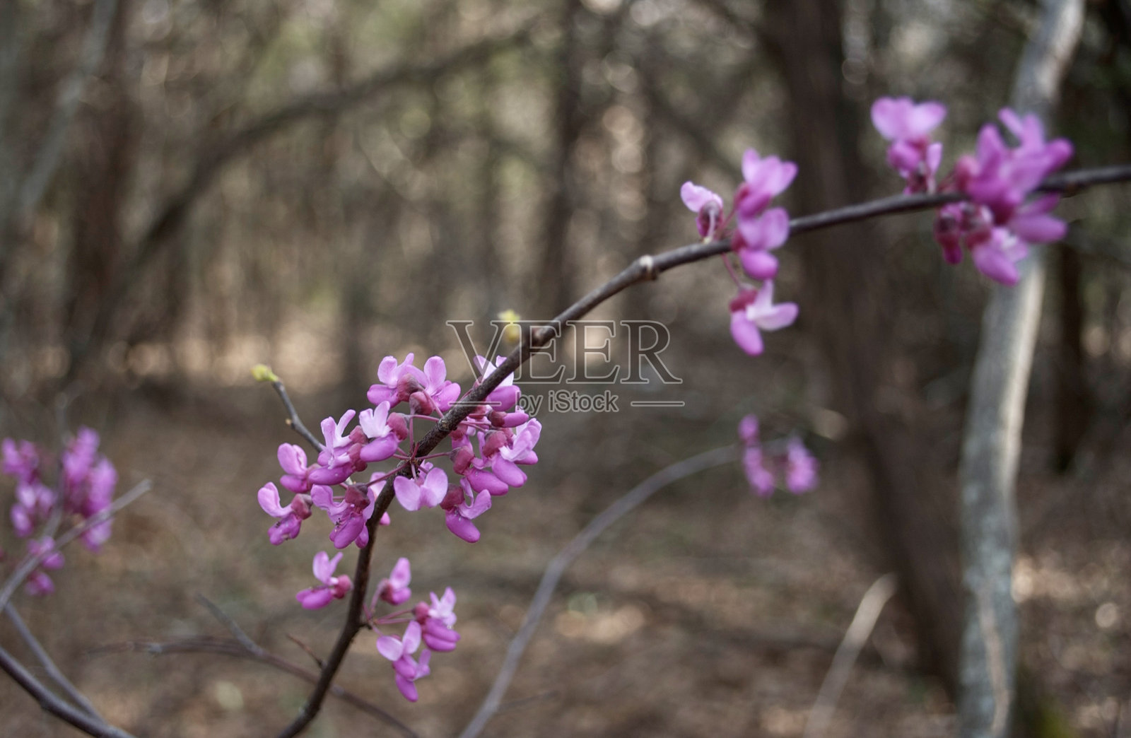 东部红花紫荆照片摄影图片