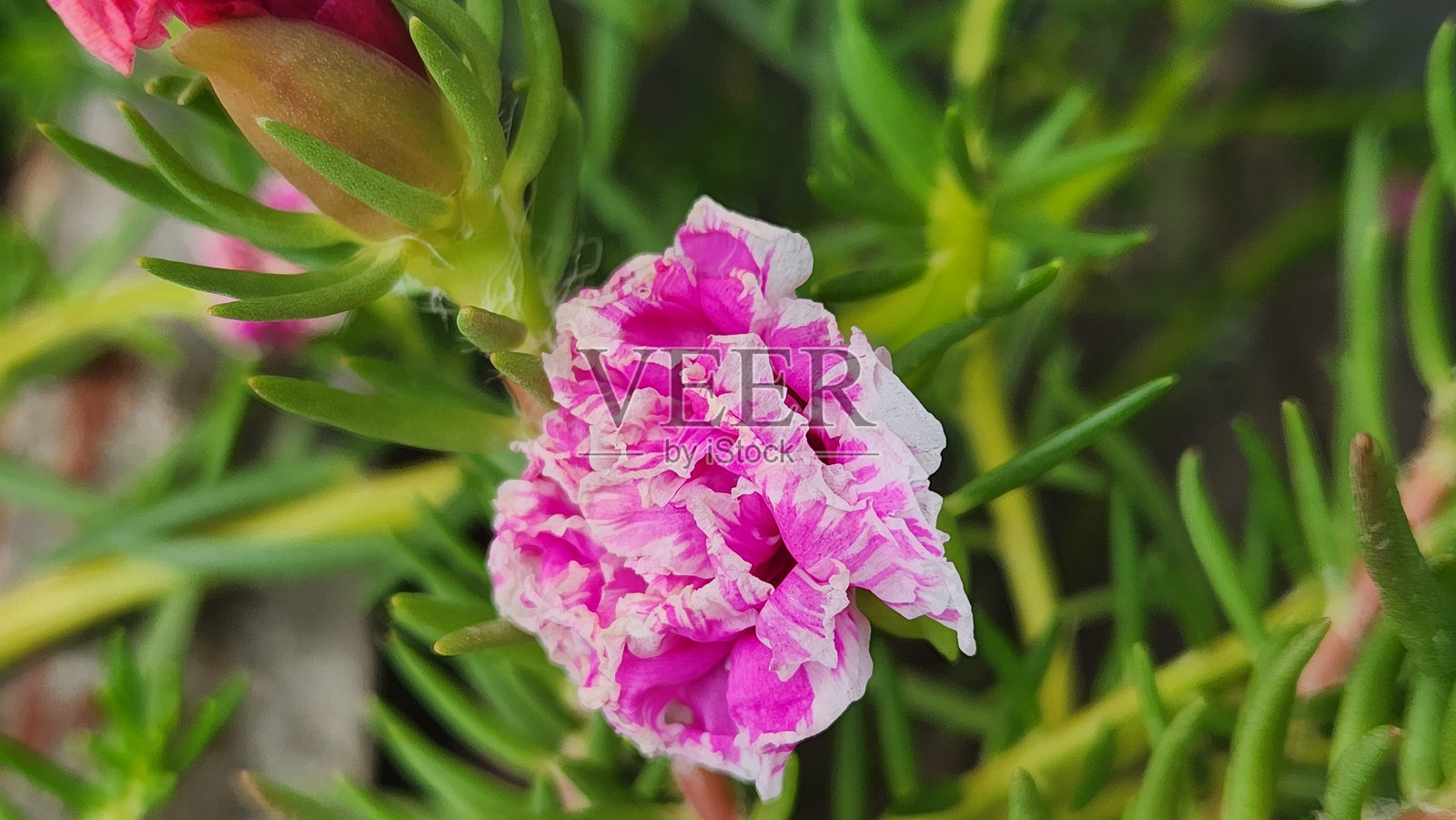 双重杂色的马齿苋花：粉白色调的美丽。混合花瓣的魅力。绚丽的美：粉白色双重花朵。层叠花朵中混合色彩的迷人之处。色彩与质感的盛宴。照片摄影图片