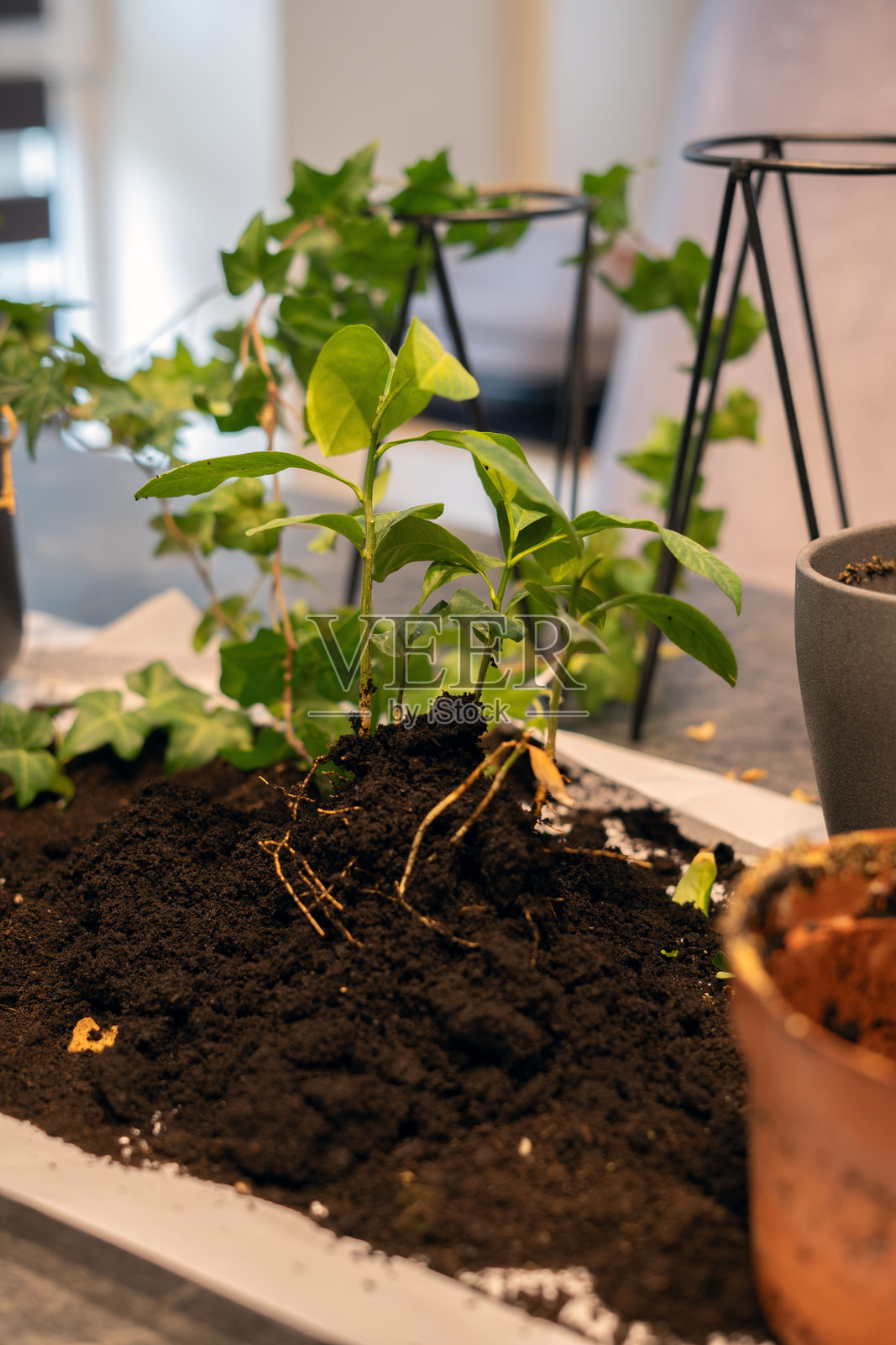 室内花园布置，美丽的绿色植物和多肉植物在丰富的土壤中栽种，适合华丽的家居装饰和可持续生活空间，柠檬照片摄影图片