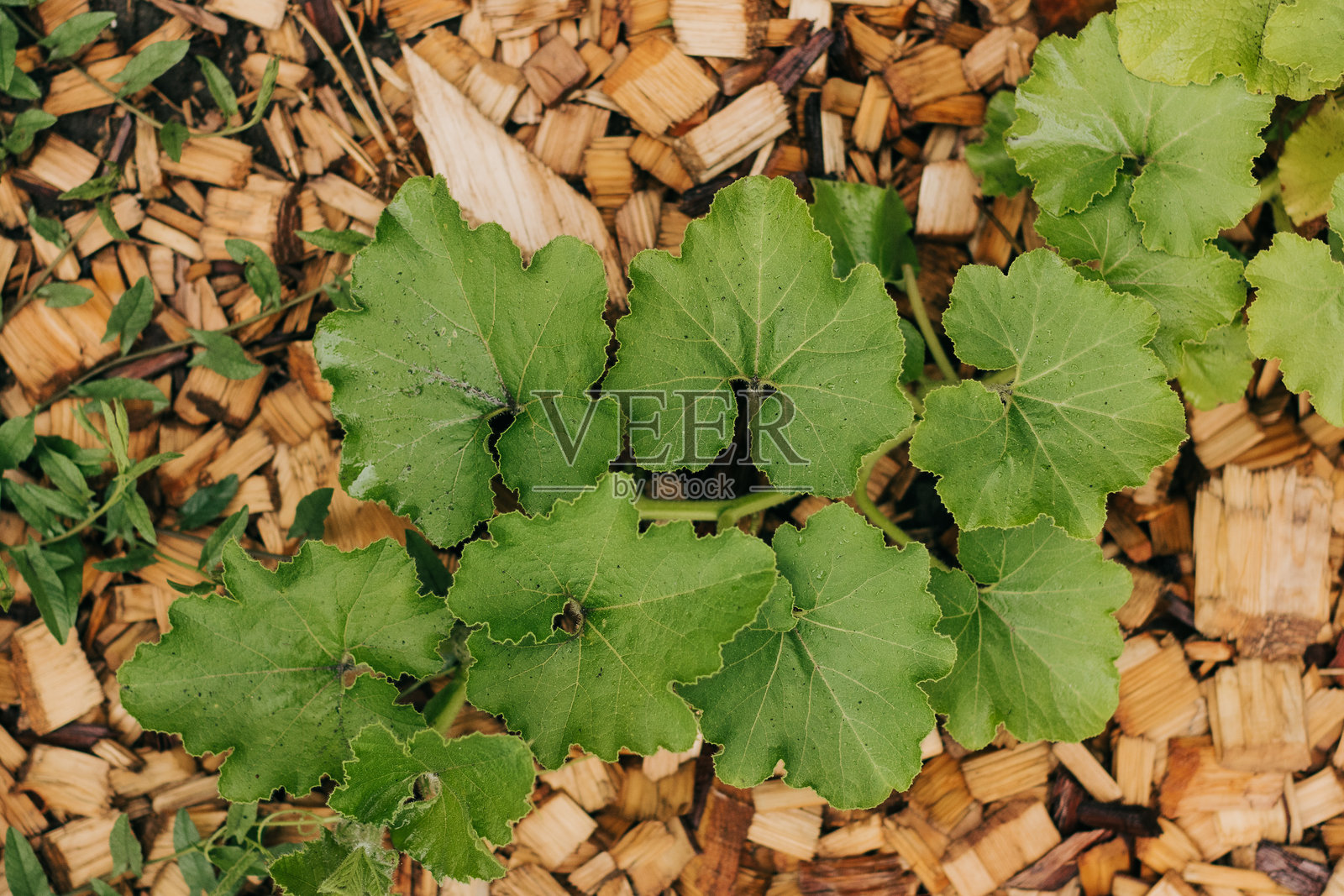 从上方拍摄的爬藤南瓜植物在后院花园中生长的画面照片摄影图片