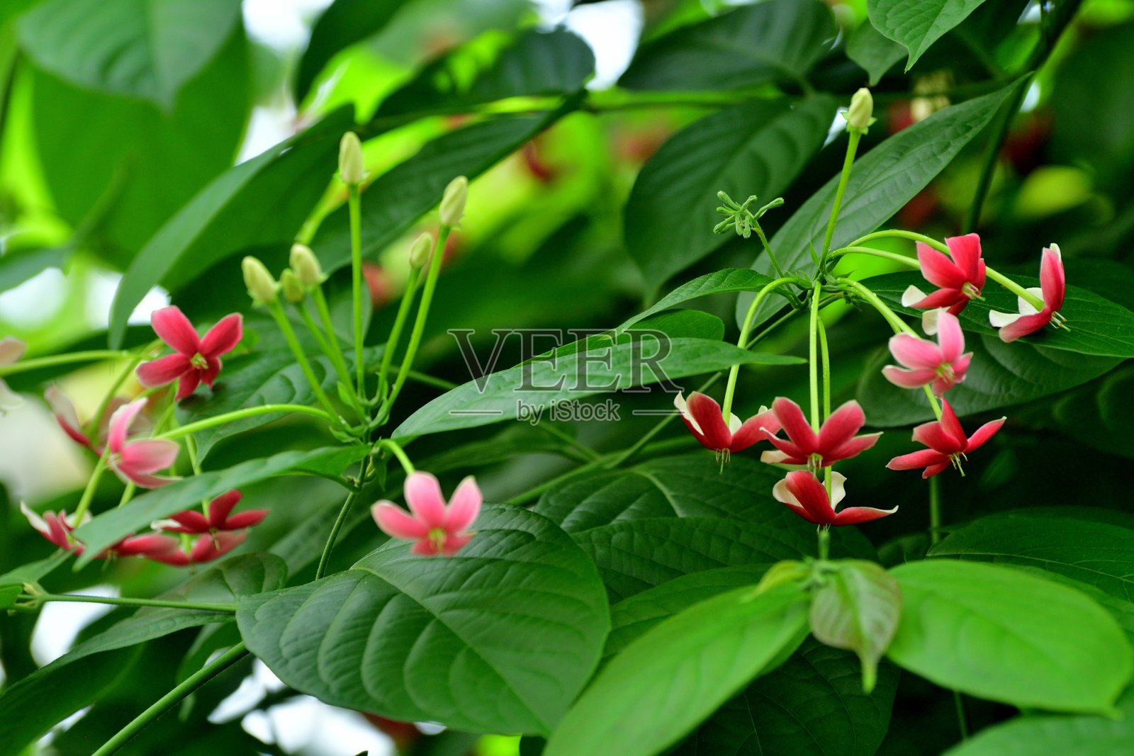 印度木槿 / 仰光藤：生长旺盛、快速生长的攀缘灌木照片摄影图片