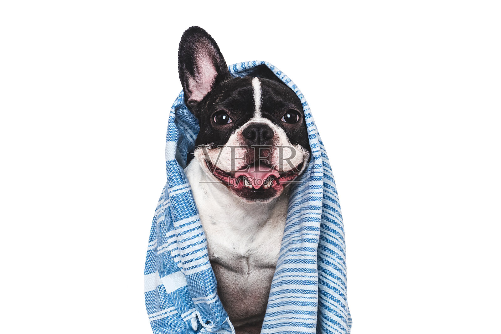 可爱的小狗和蓝色毛巾。摄影棚拍摄。照片摄影图片