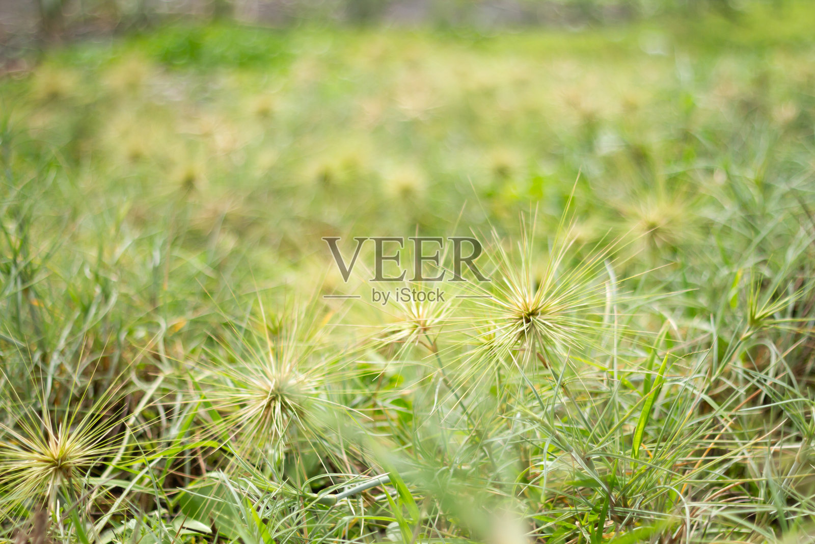 海滨针叶草照片摄影图片