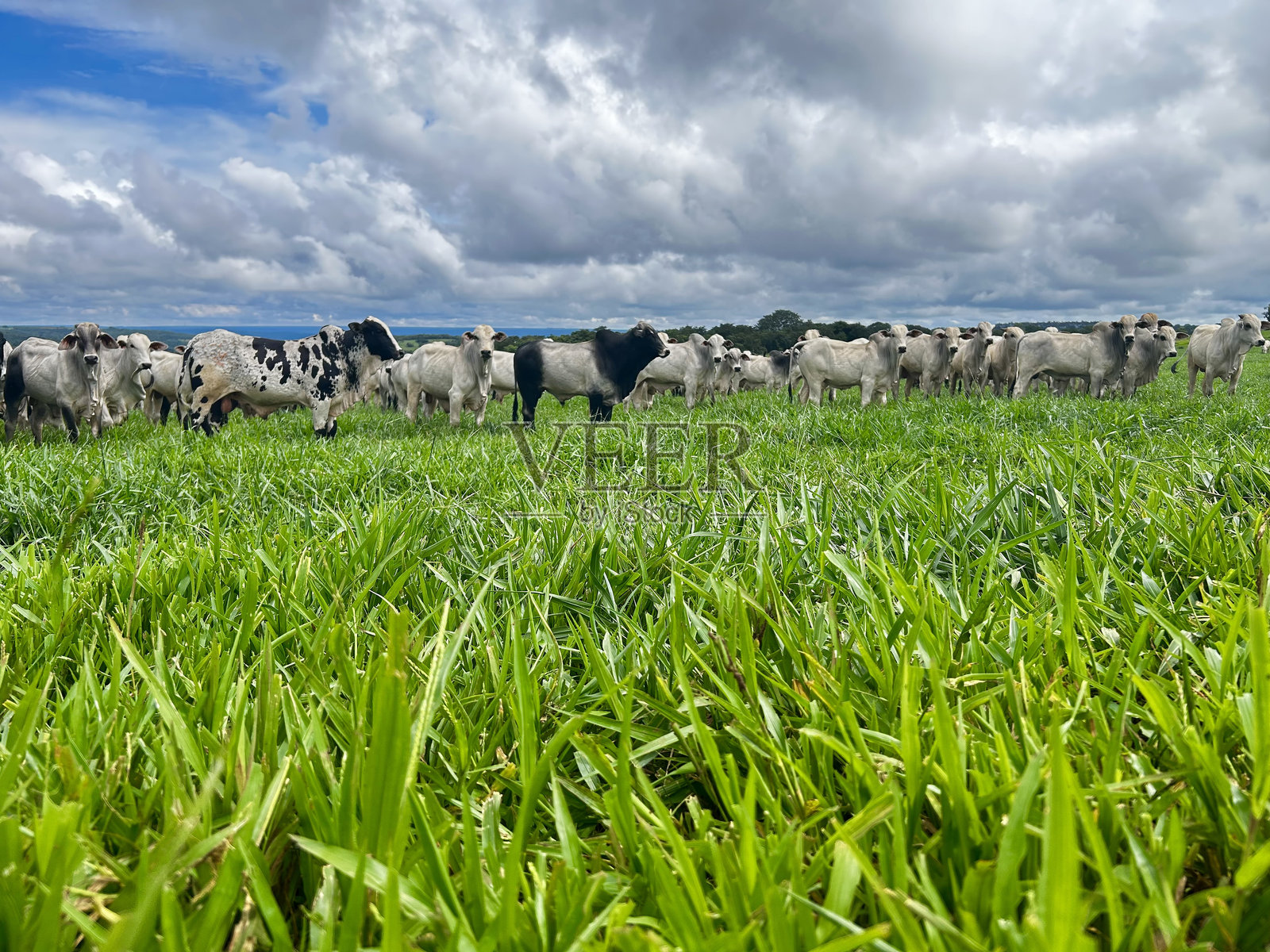 在高强度草地系统项目上的一群内罗尔牛。畜牧场照片摄影图片