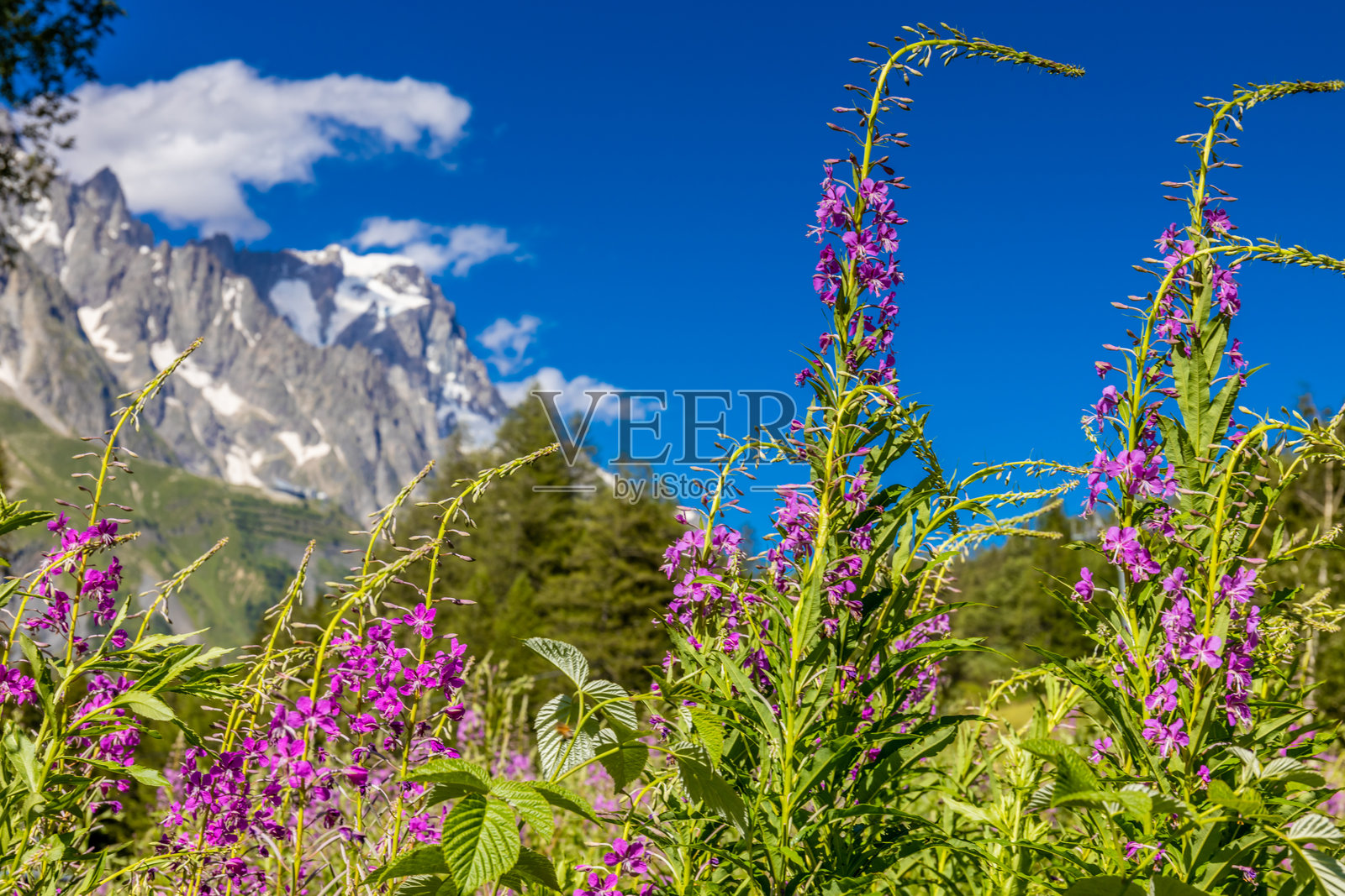 阿尔卑斯山高处的山野和田野中盛开的五彩缤纷的花朵照片摄影图片