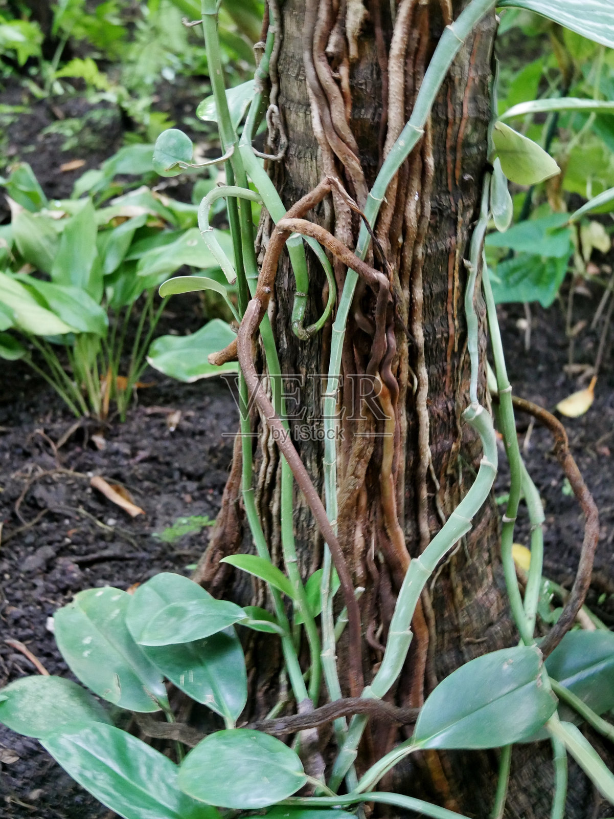 温室中的热带树木照片摄影图片