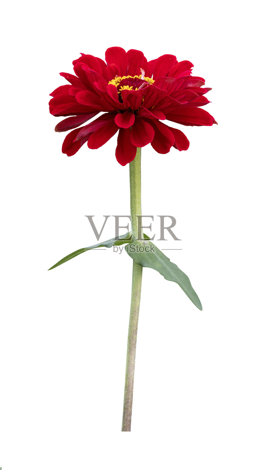 孤立的橙红色百日草花，带茎，剪裁于白色背景，适合夏季和图形设计概念照片摄影图片