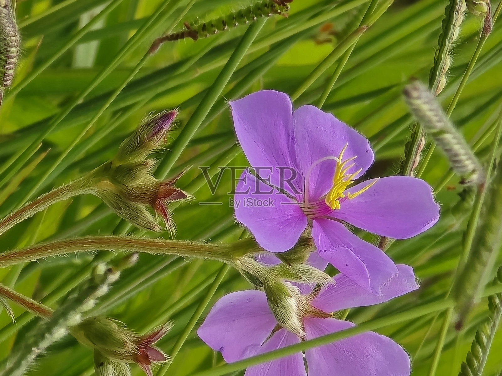 紫色花朵照片摄影图片