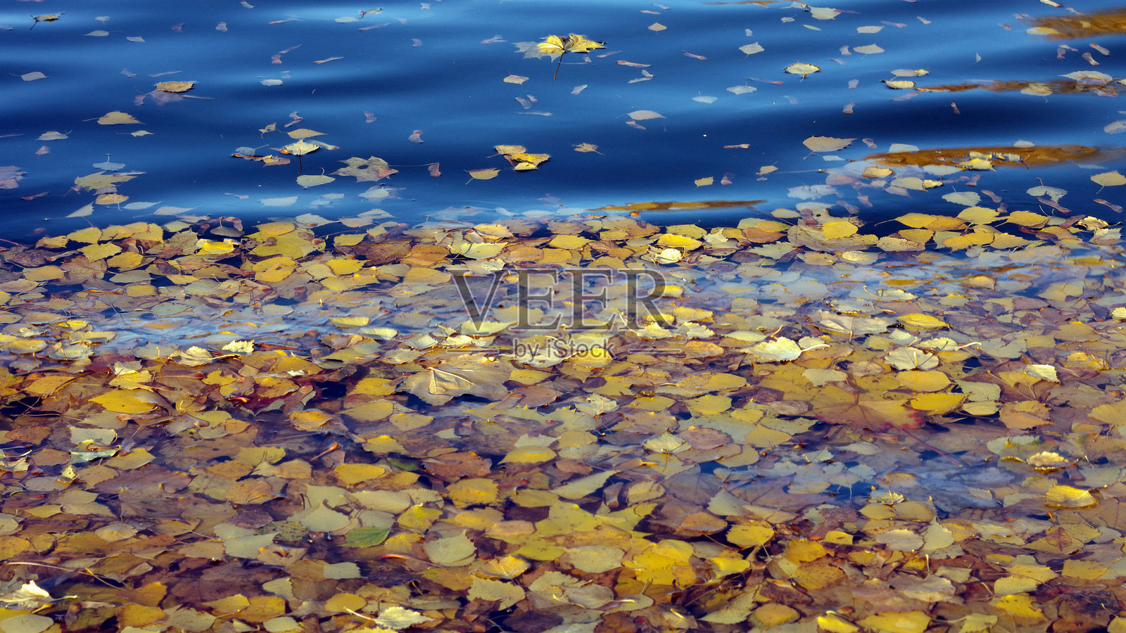水面上的黄色白桦树叶照片摄影图片